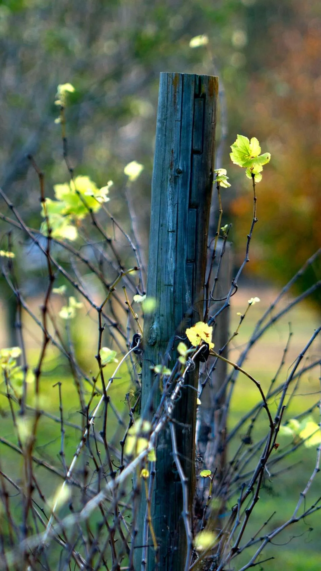 Thistle Hill Guesthouse - walk to many wineries and restaurants