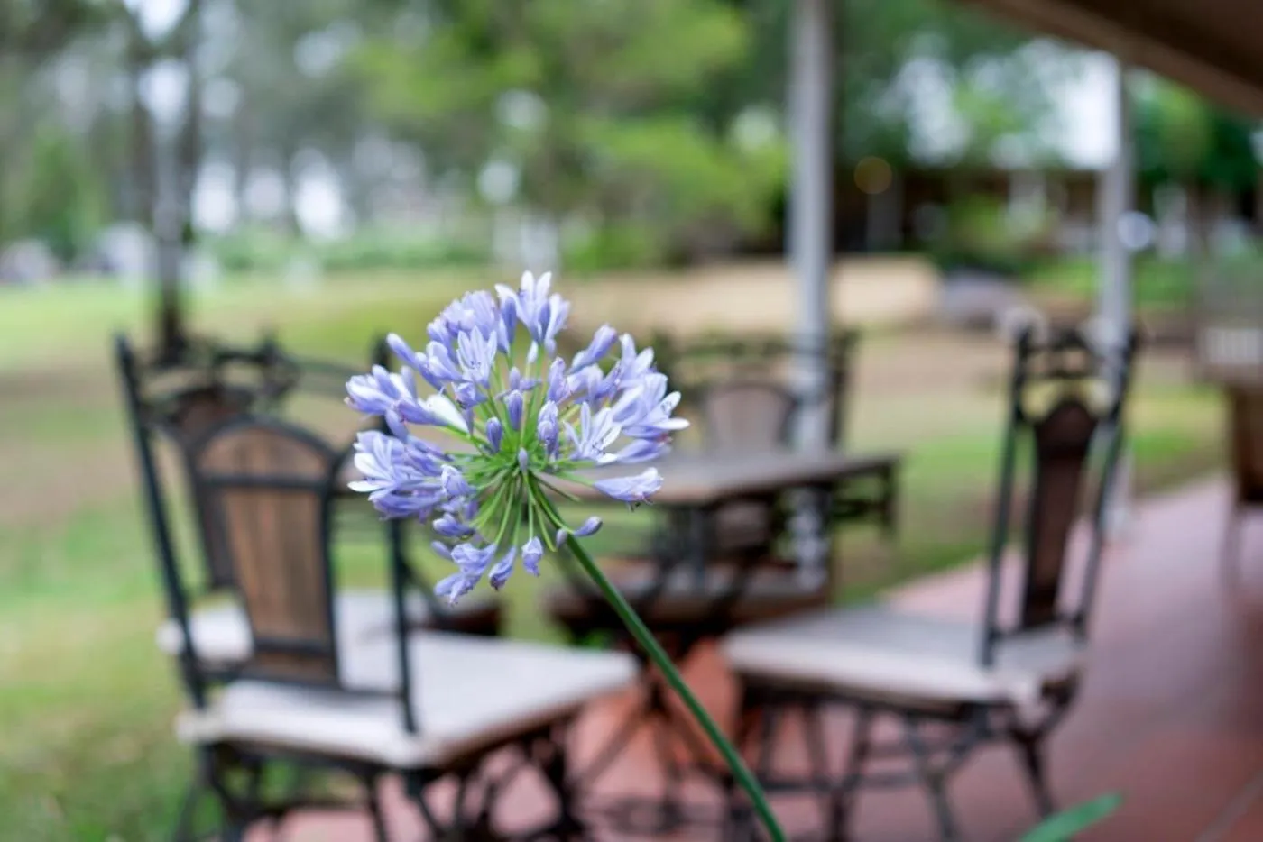 Thistle Hill Guesthouse - walk to many wineries and restaurants