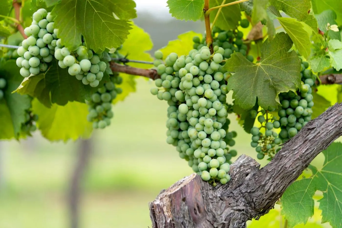 Thistle Hill Guesthouse - walk to many wineries and restaurants