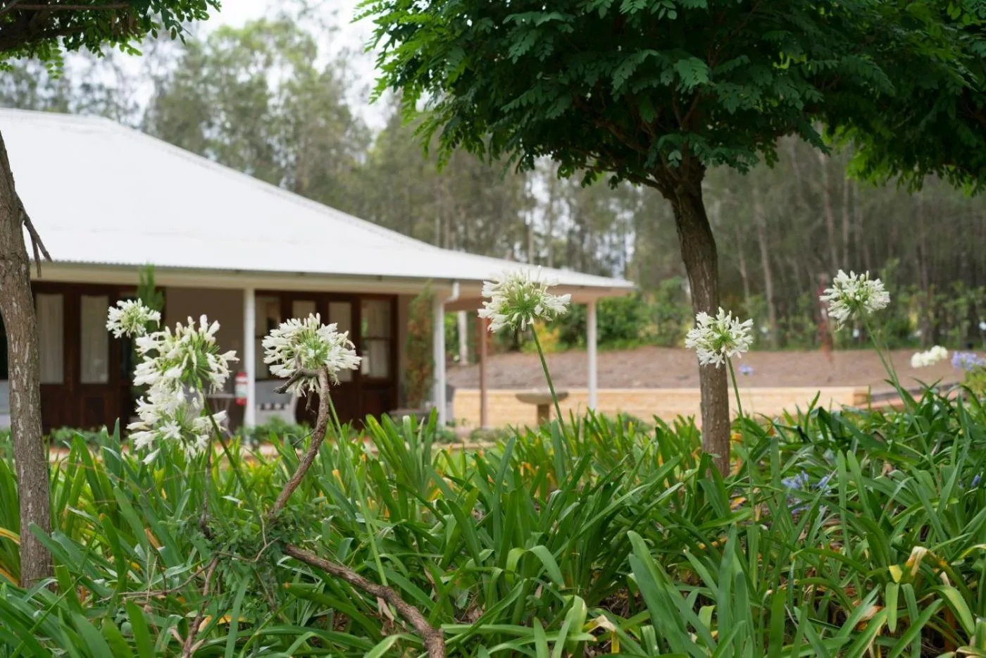 Garden view in Thistle Hill Guesthouse - walk to many wineries and restaurants