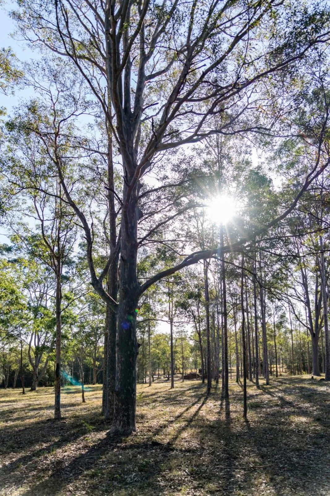 Thistle Hill Guesthouse - walk to many wineries and restaurants