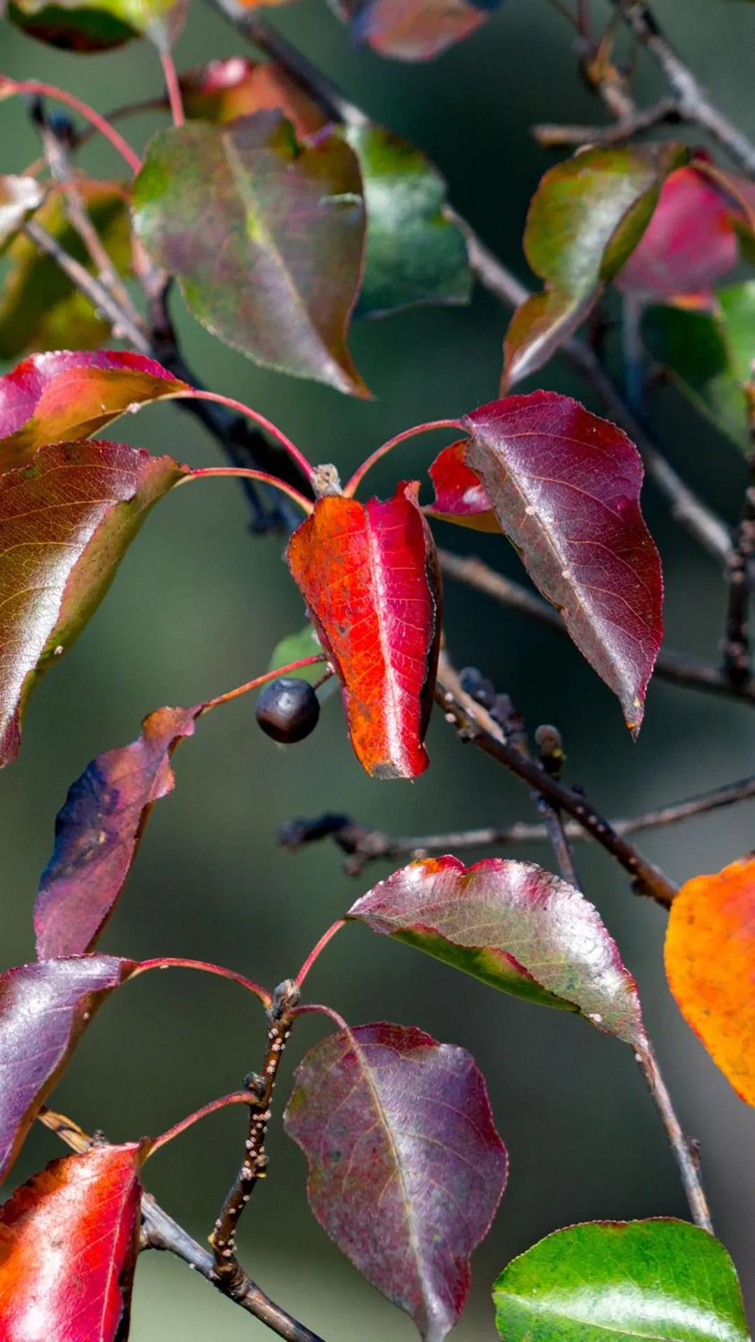 Thistle Hill Guesthouse - walk to many wineries and restaurants