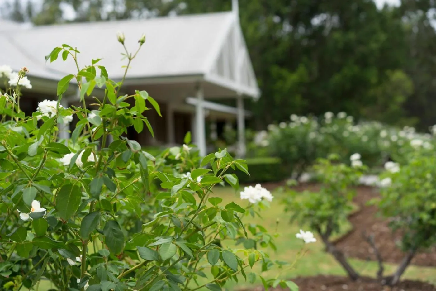 Thistle Hill Guesthouse - walk to many wineries and restaurants