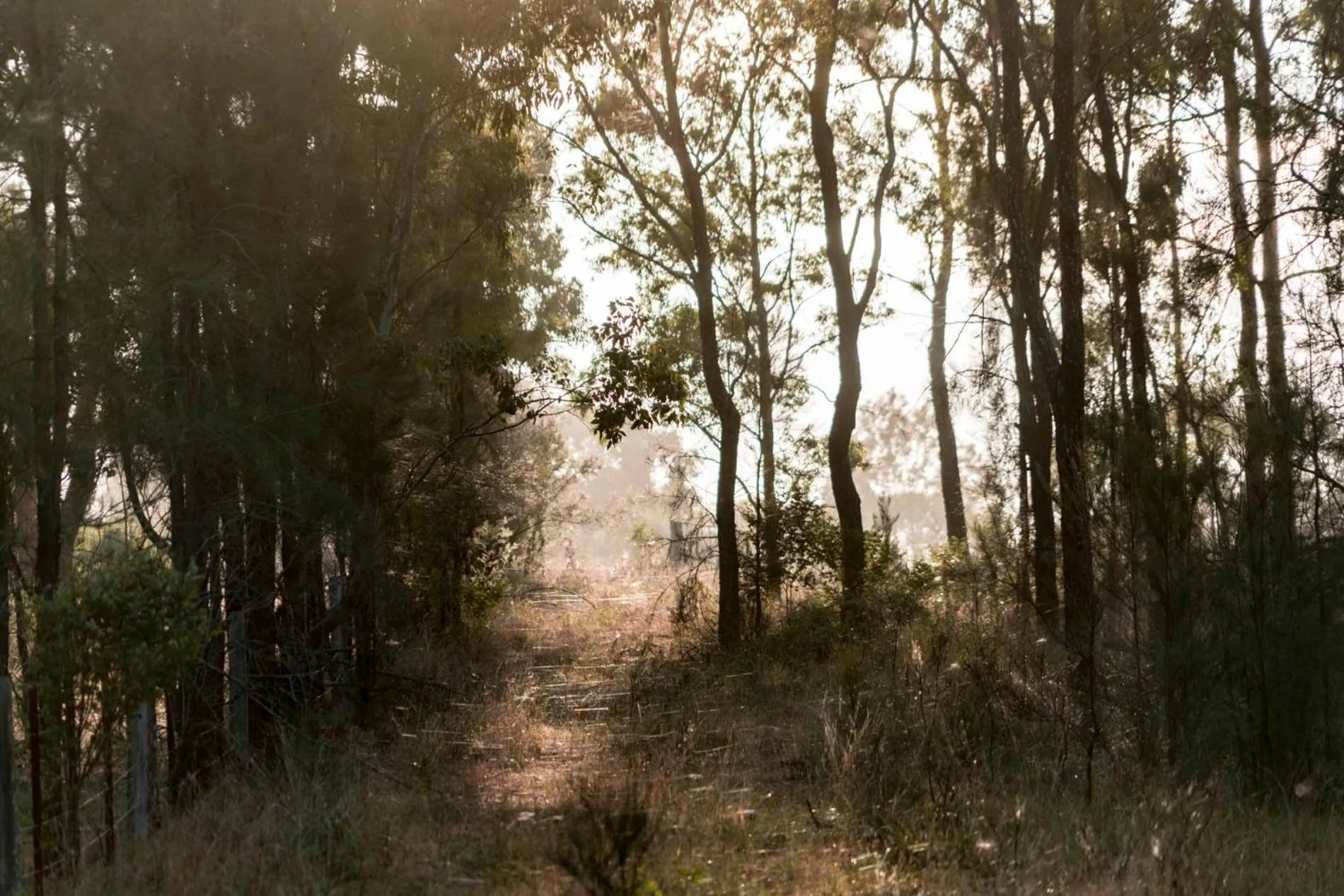 Thistle Hill Guesthouse - walk to many wineries and restaurants