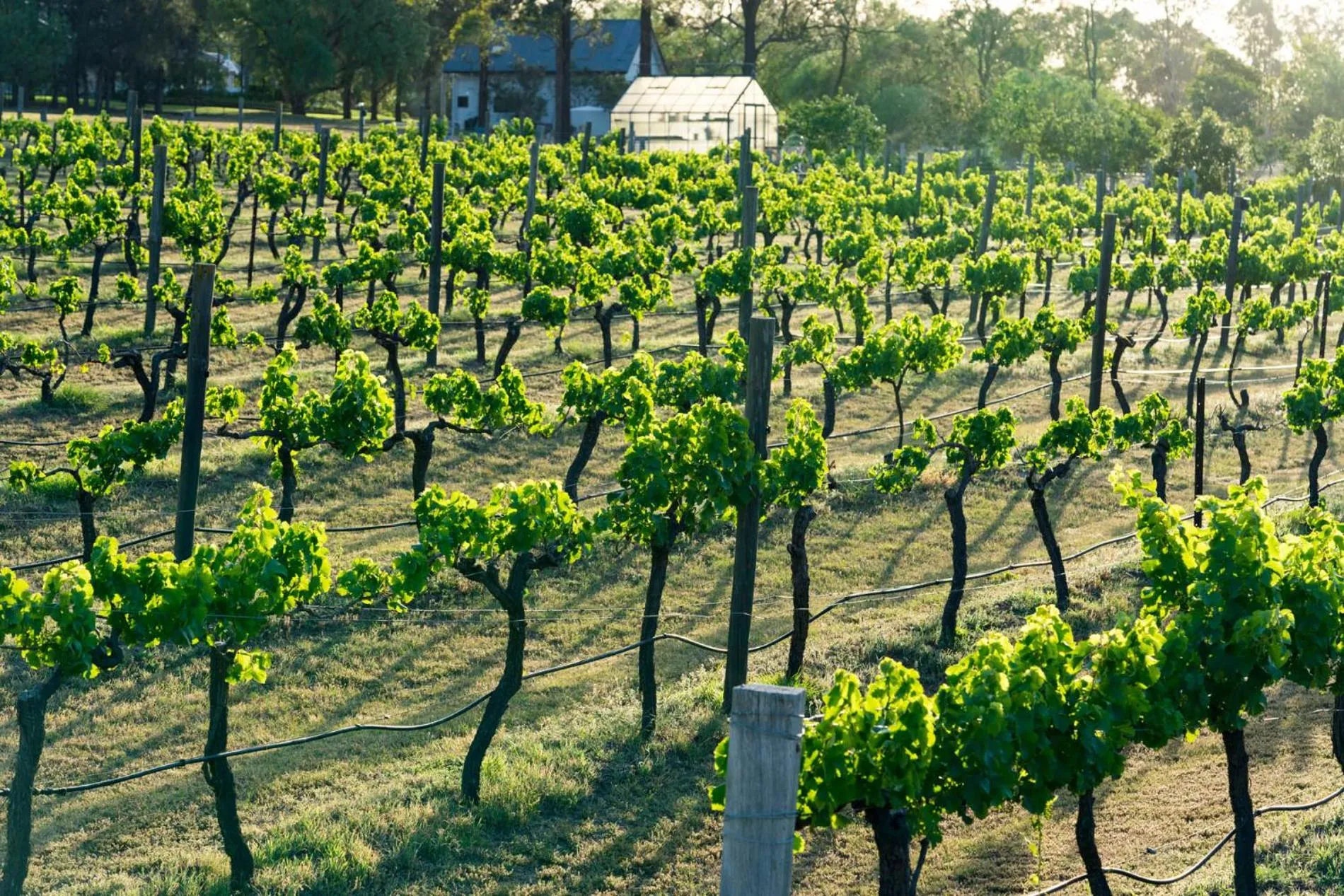 Thistle Hill Guesthouse - walk to many wineries and restaurants