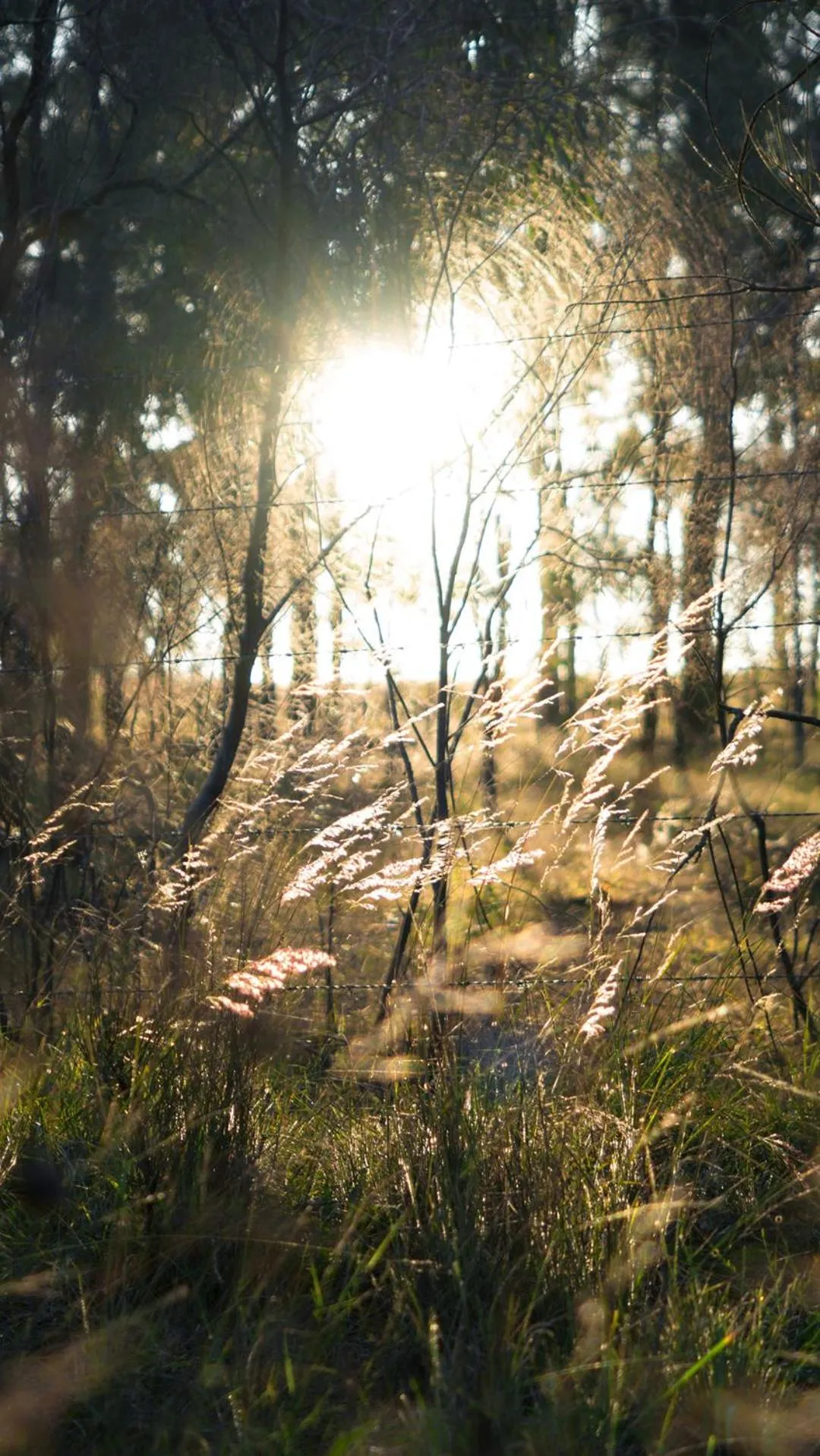 Thistle Hill Guesthouse - walk to many wineries and restaurants