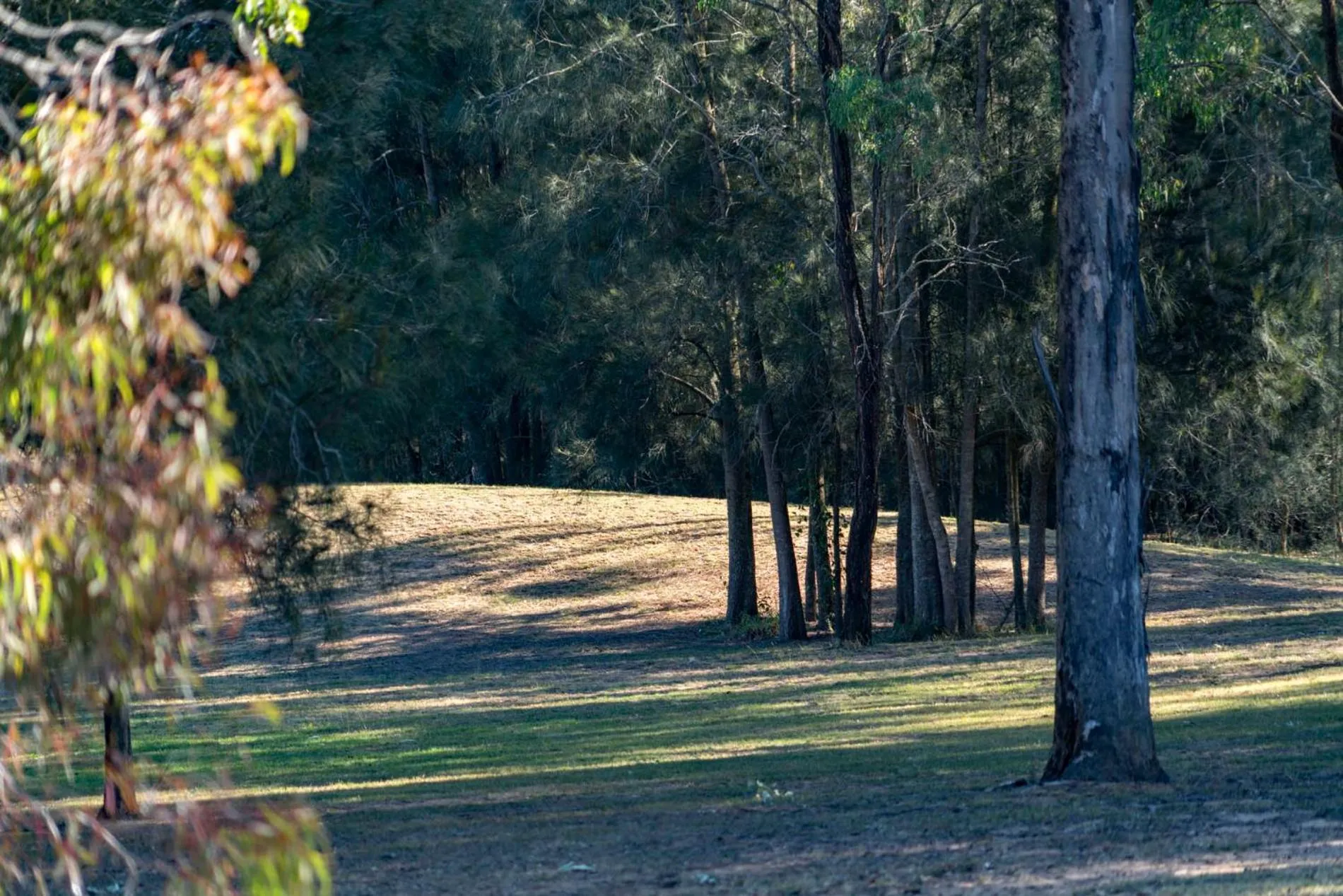 Thistle Hill Guesthouse - walk to many wineries and restaurants