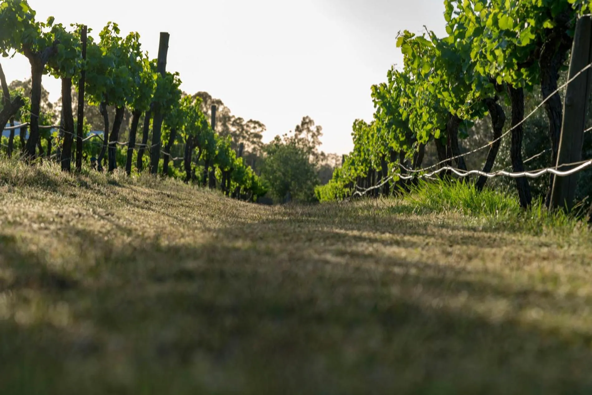 Thistle Hill Guesthouse - walk to many wineries and restaurants