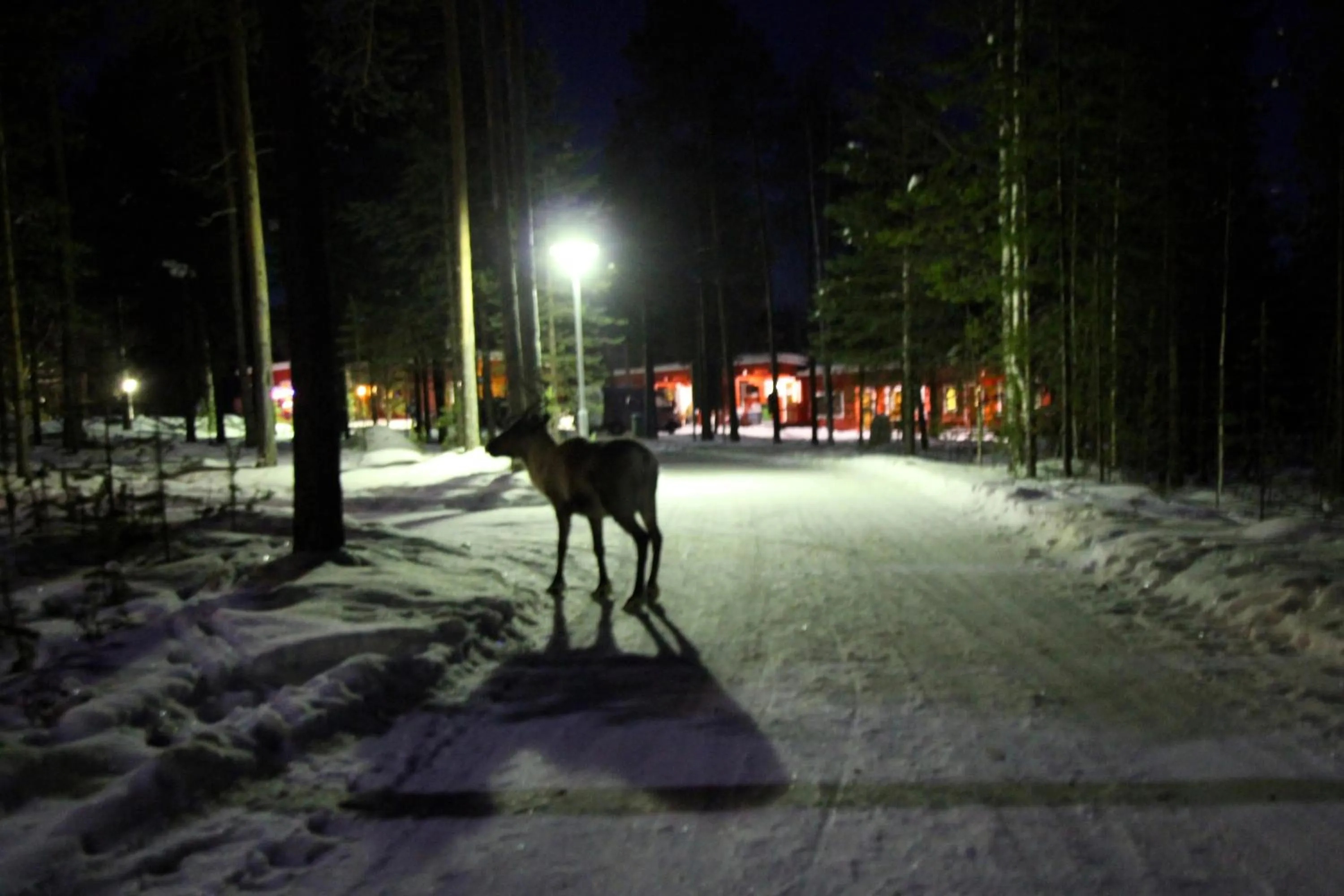 Animals in Ukonjärven Holiday Village