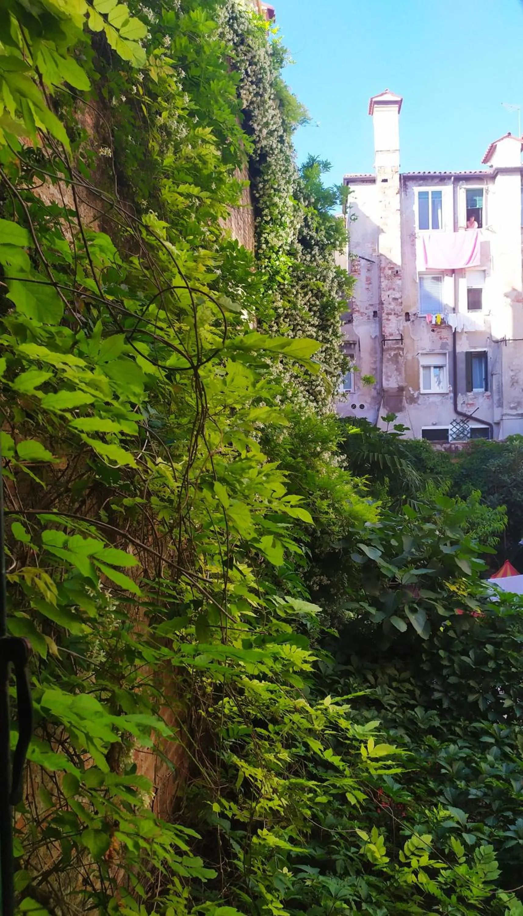 Garden view in B&B Venice 1964