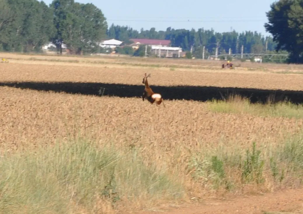 Animals in Carrecalzada