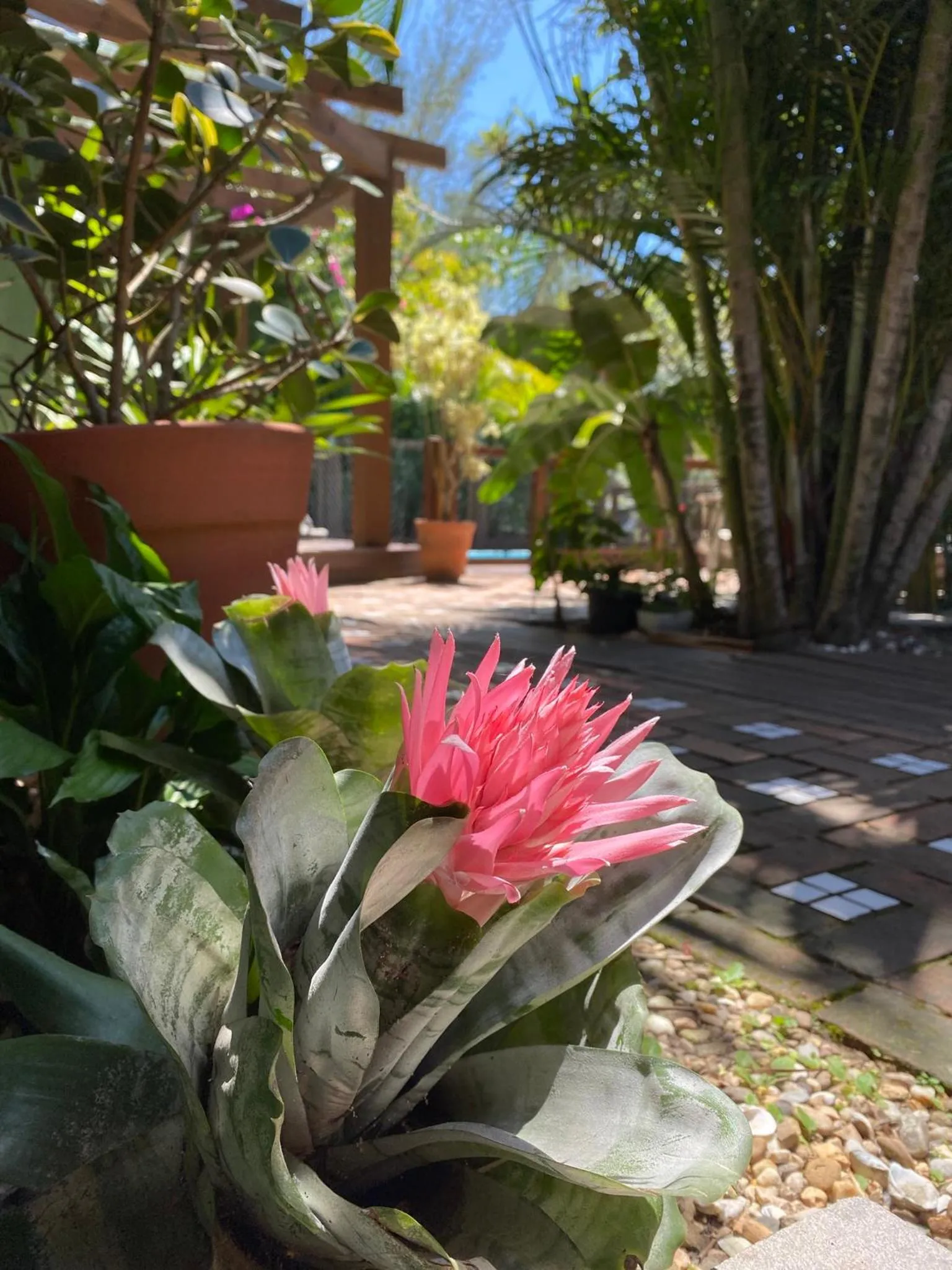 Garden in Pousada da Praia