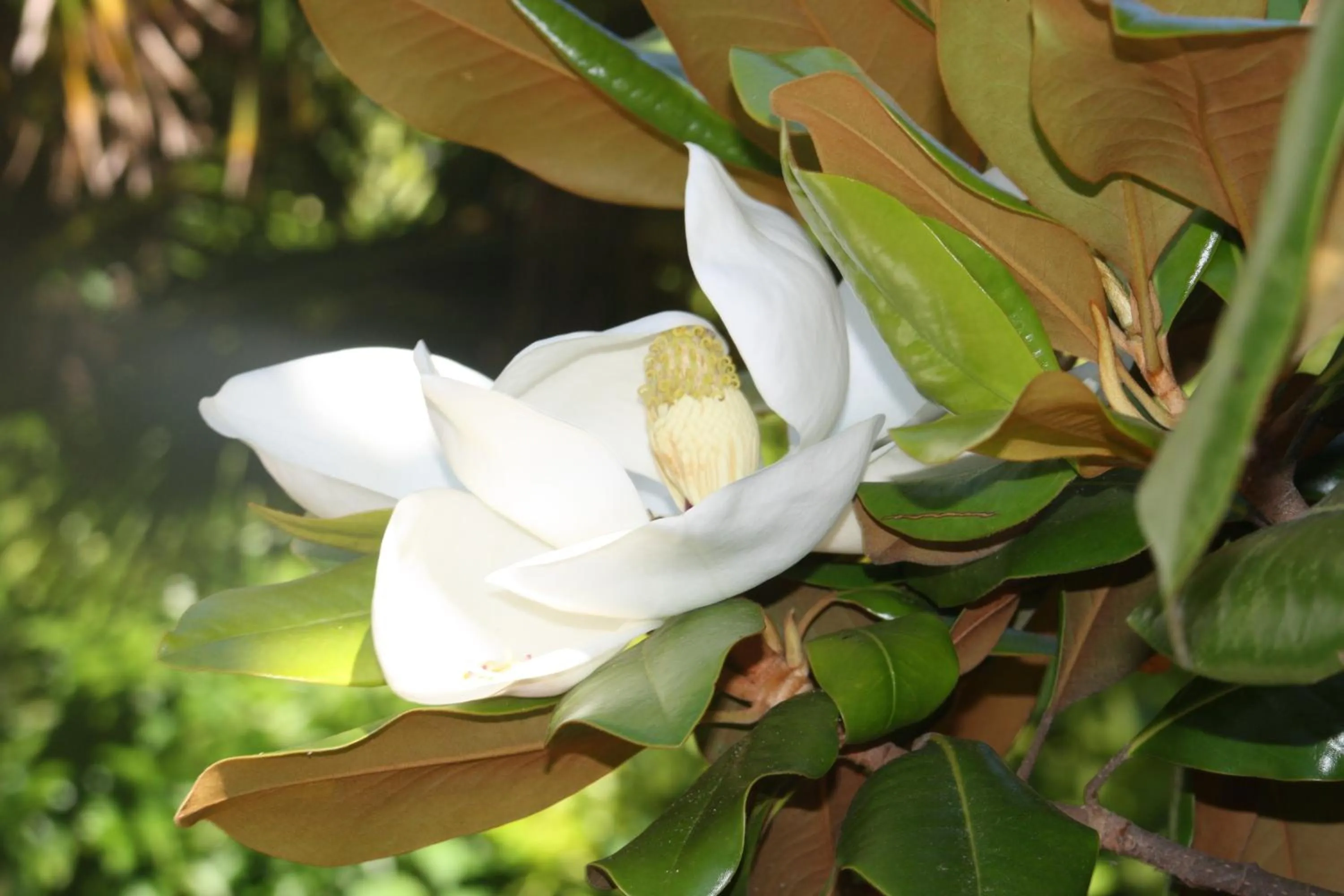 Garden in Hotel Sintra Jardim