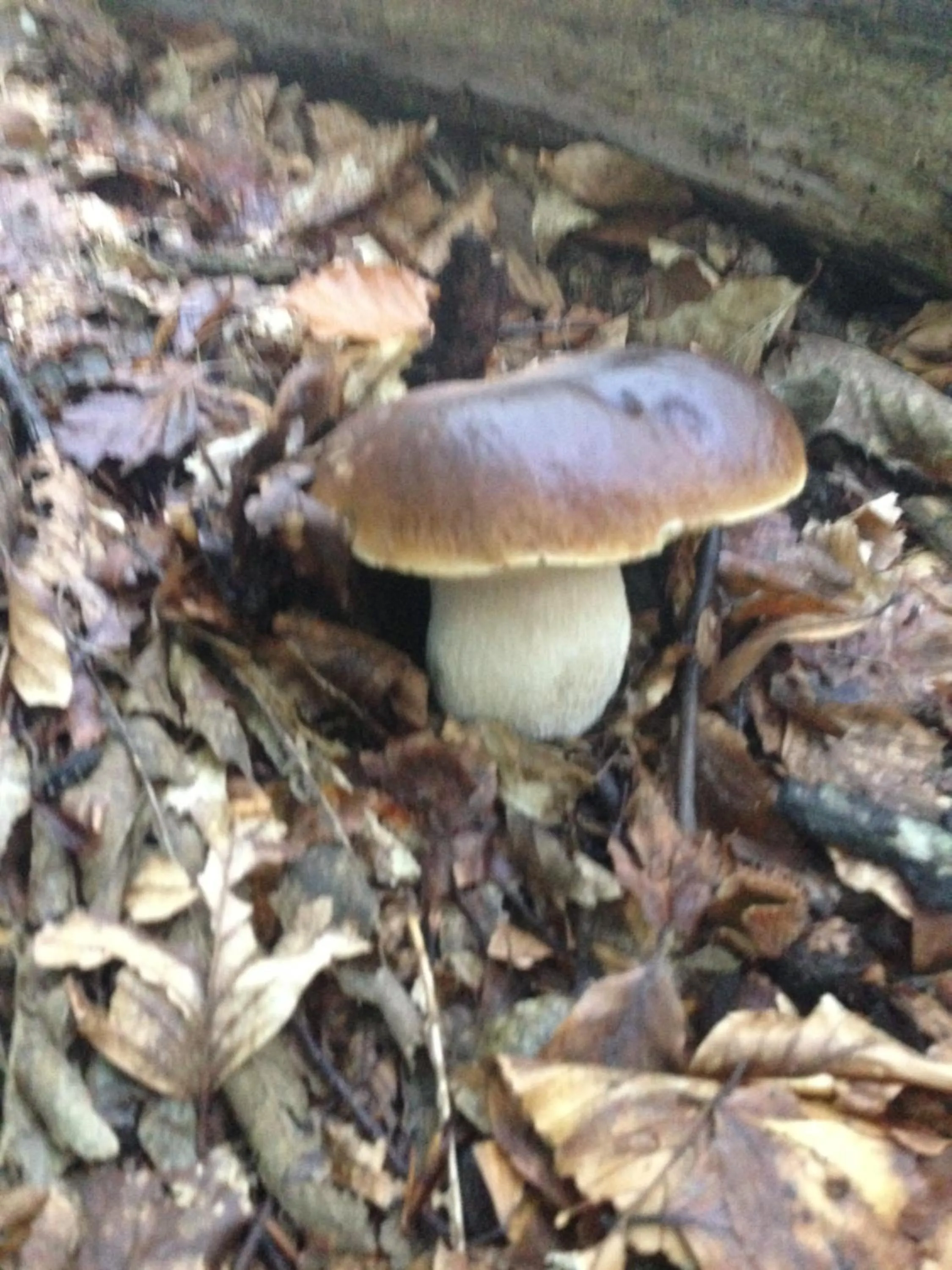 Restaurant/places to eat in Hotel Bruna