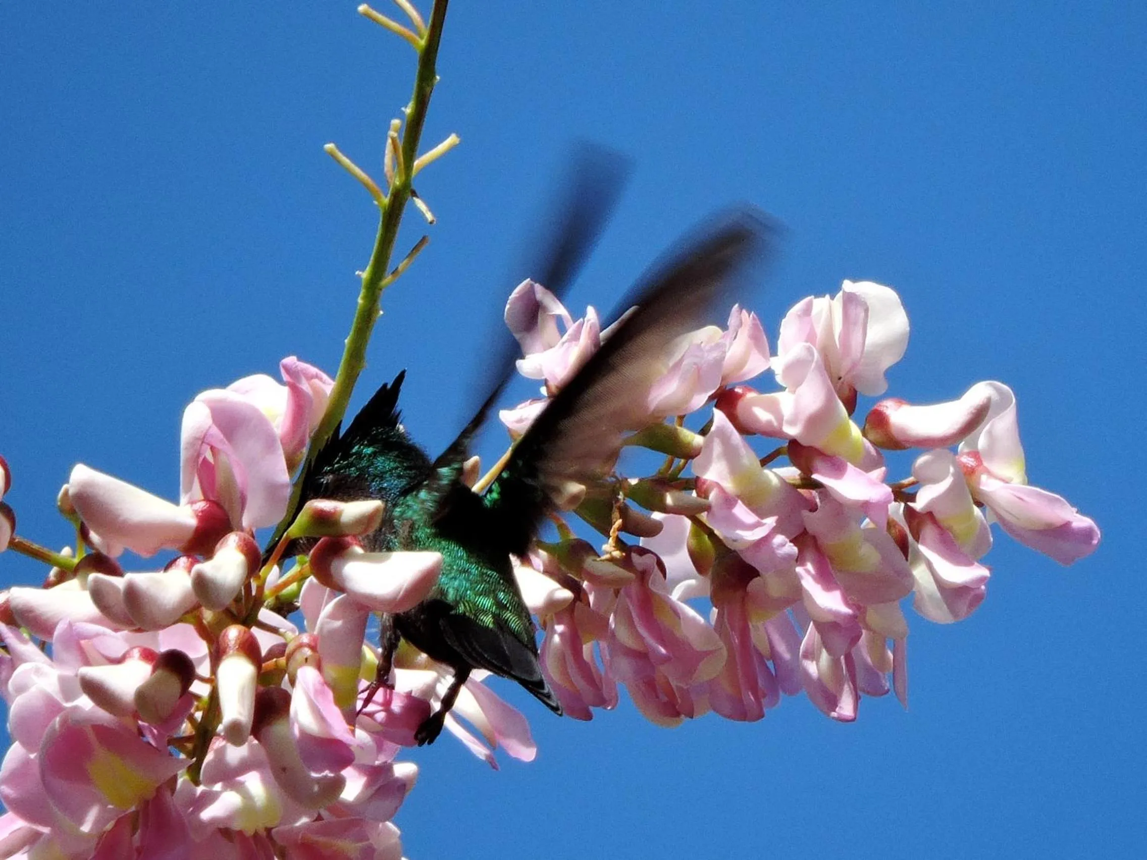 Garden in Hibiscus Valley Inn