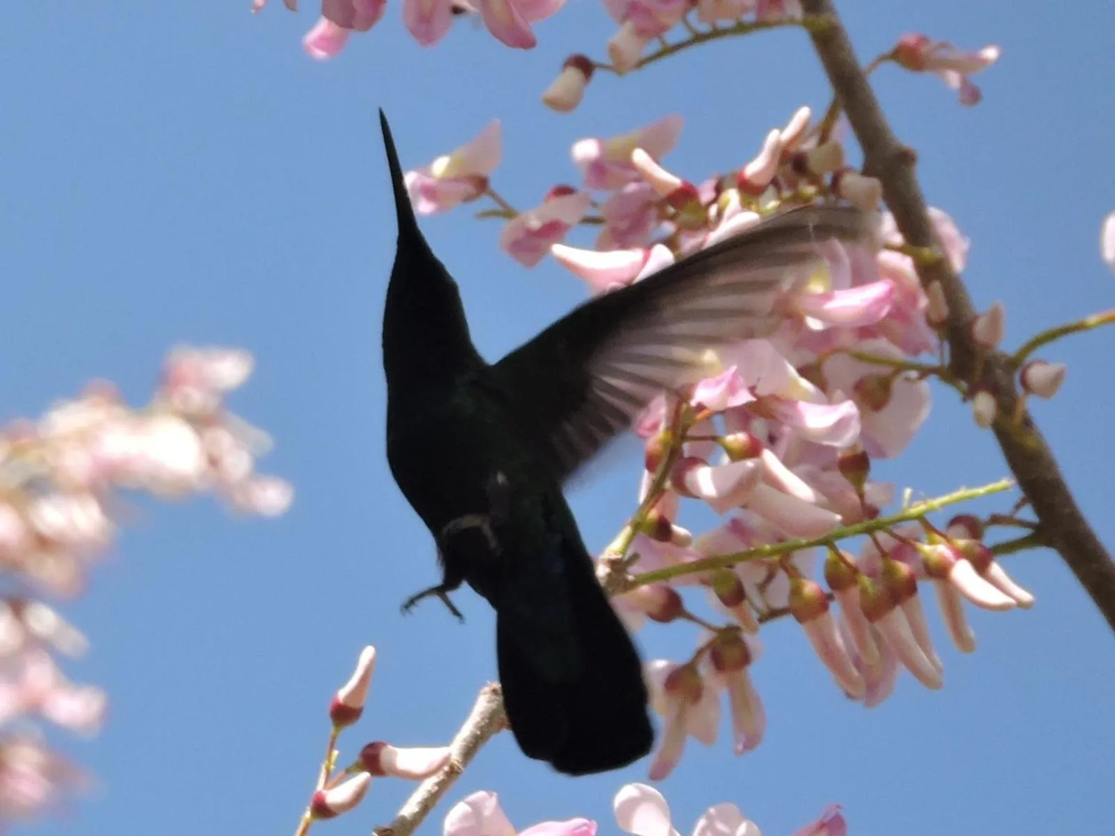 On site in Hibiscus Valley Inn