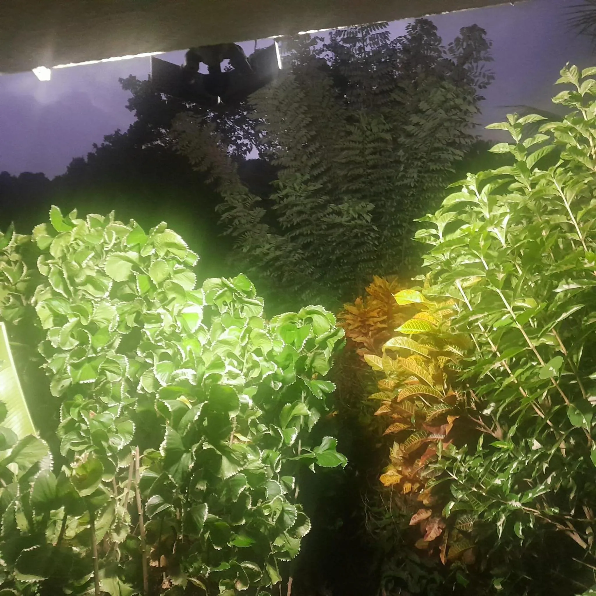 Night in Hibiscus Valley Inn