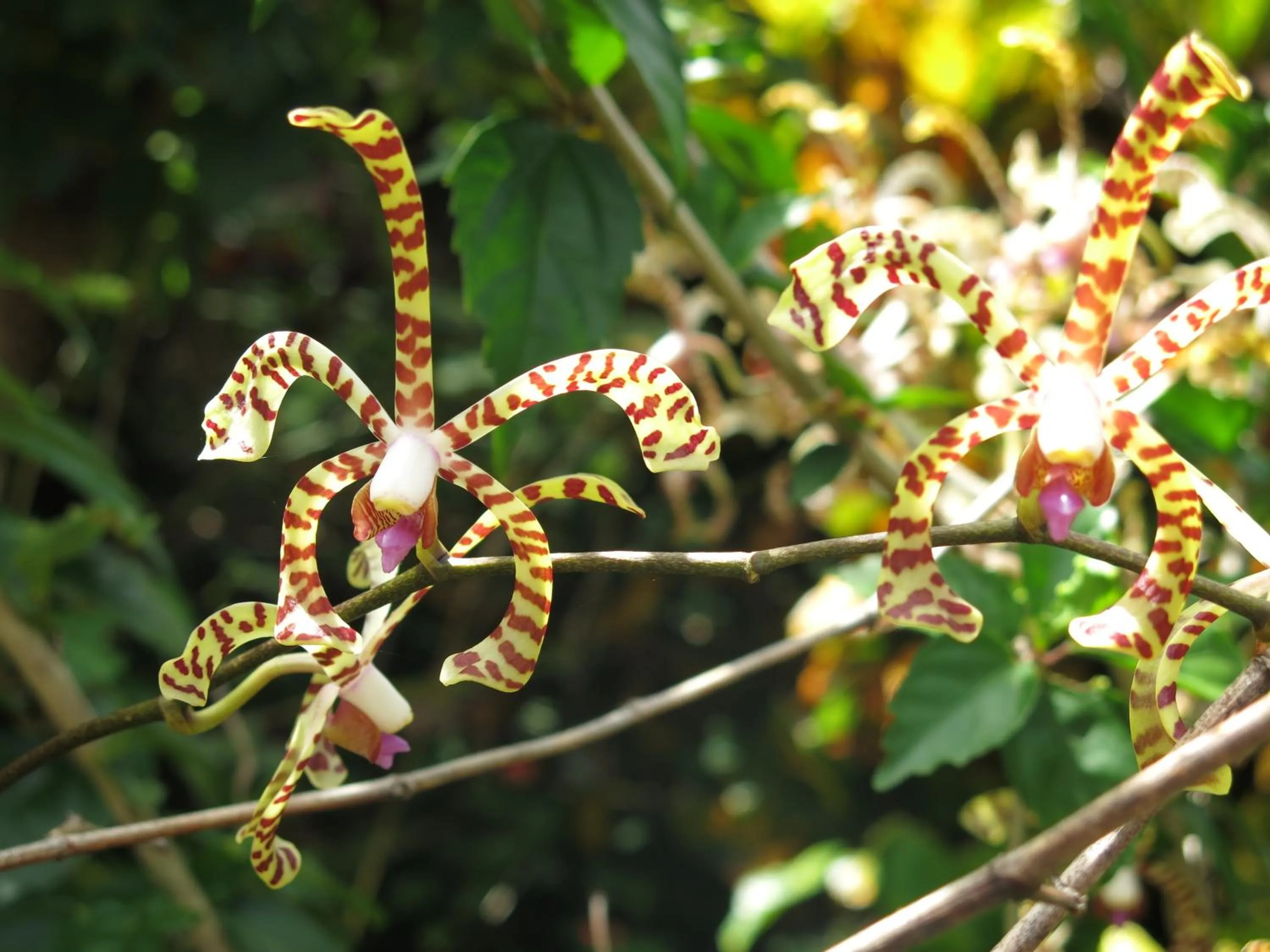 Garden in Hibiscus Valley Inn