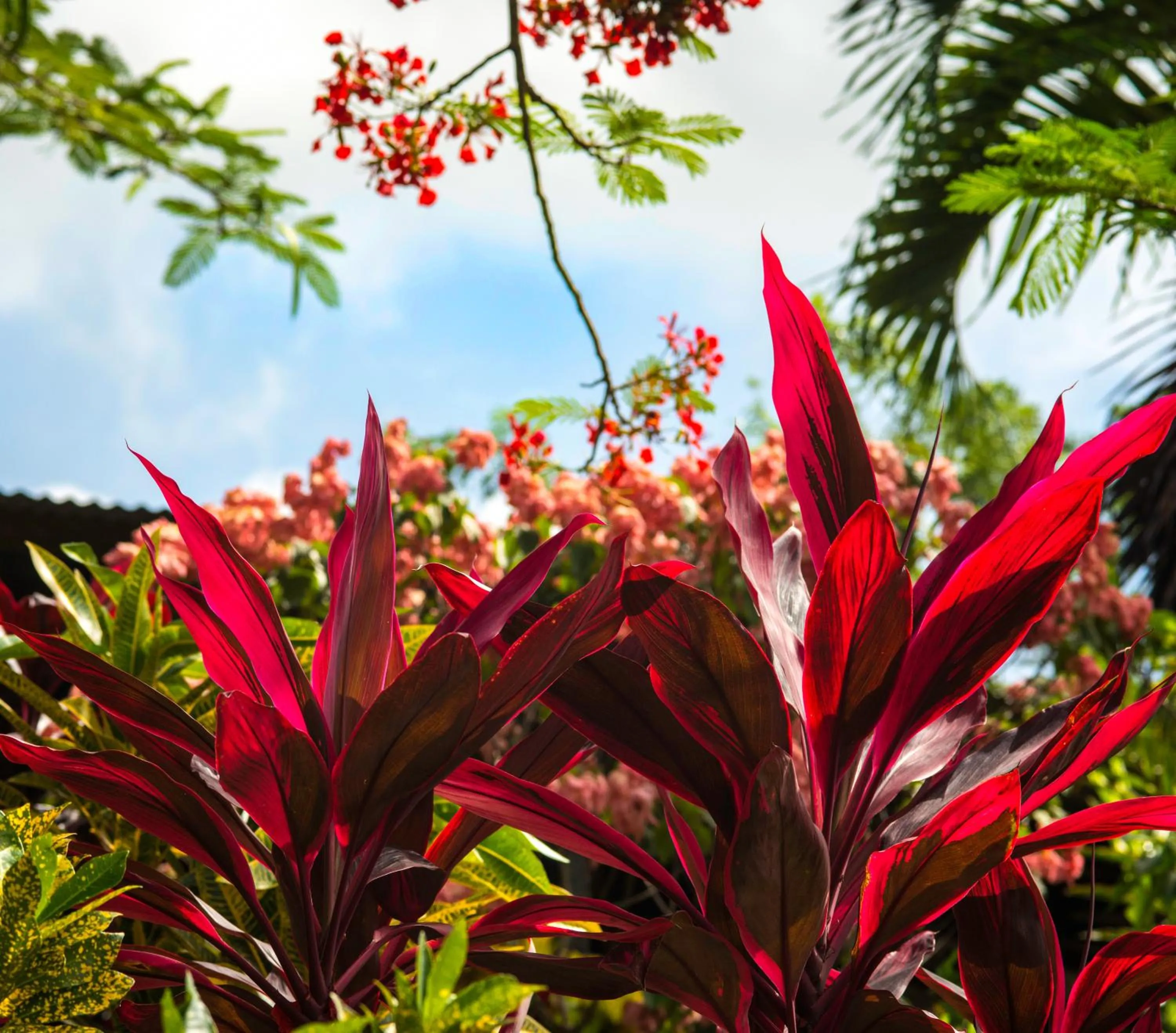 Garden in Hibiscus Valley Inn