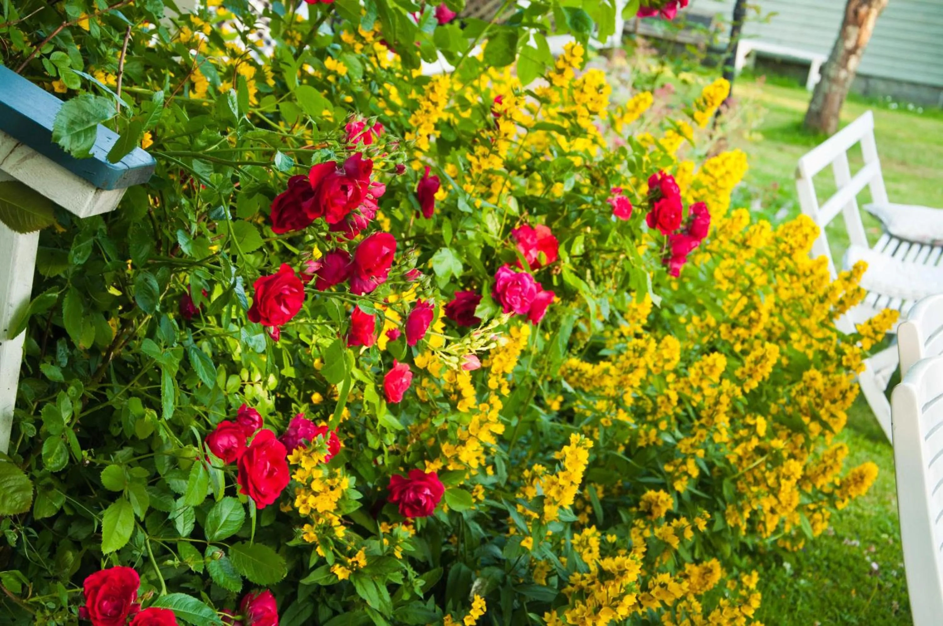 Garden in Hotel Pensionat Granparken
