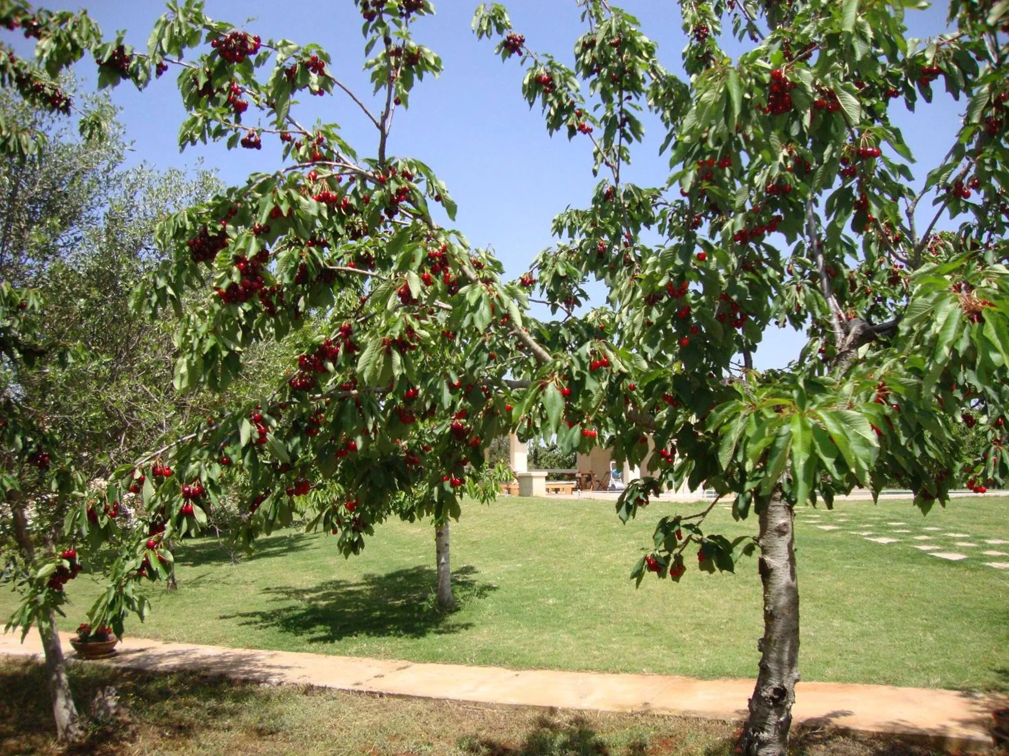 Garden in Fontana Vecchia B&B