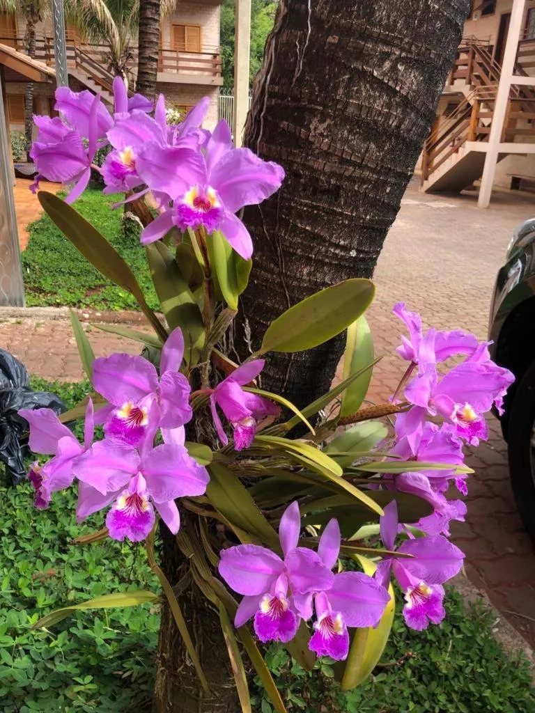 Garden in Hotel Pousada Santa Rita