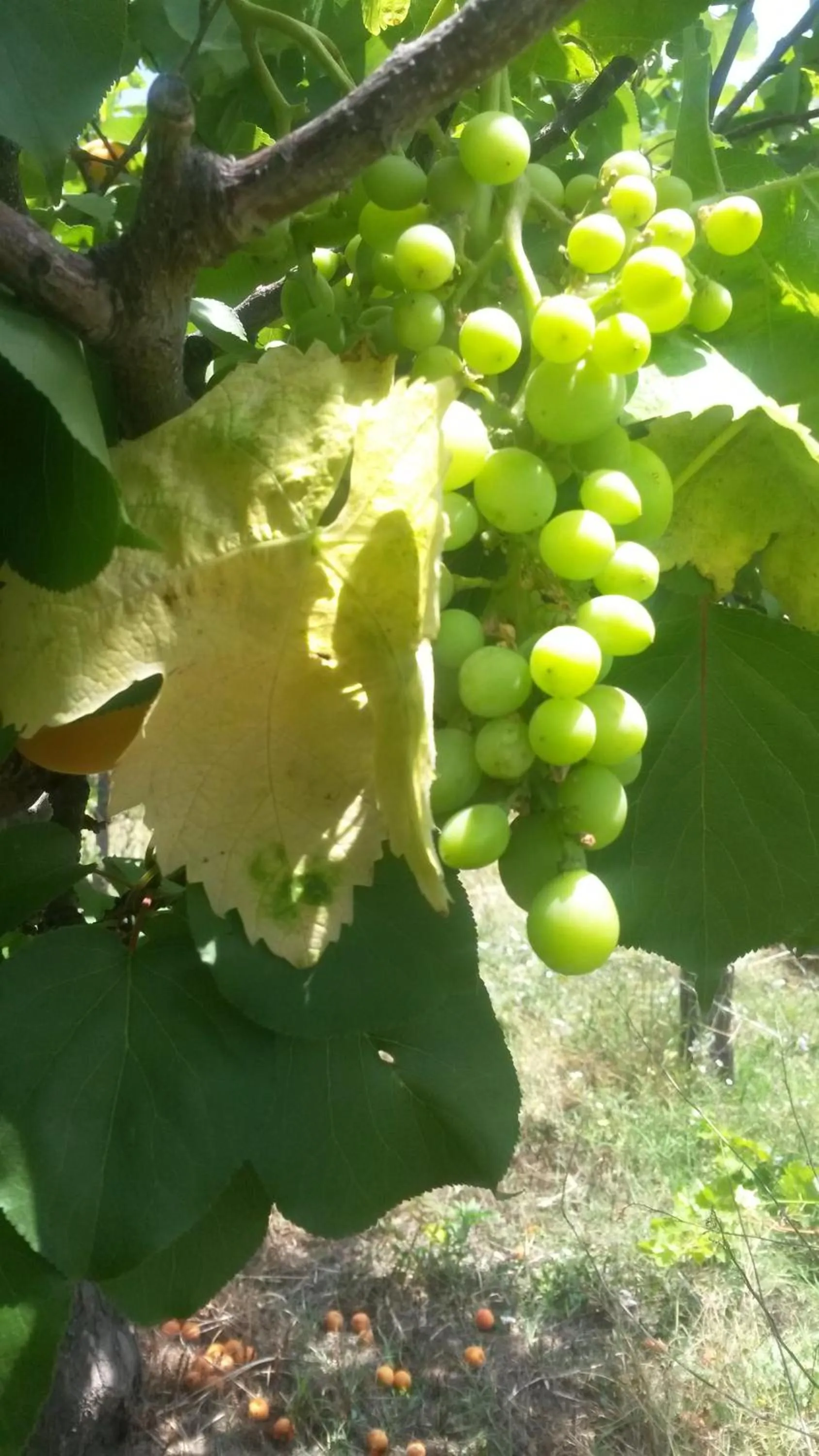 Food close-up in Hotel Costa Citara