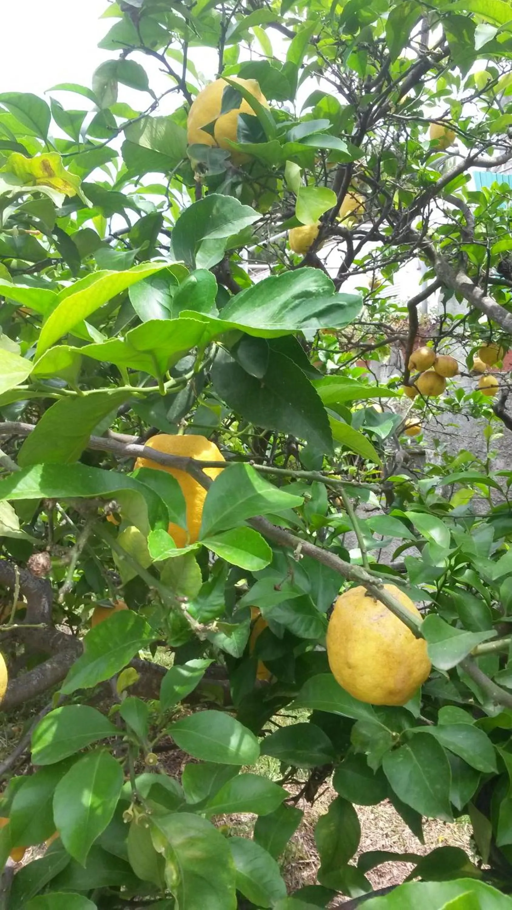 Food in Hotel Costa Citara