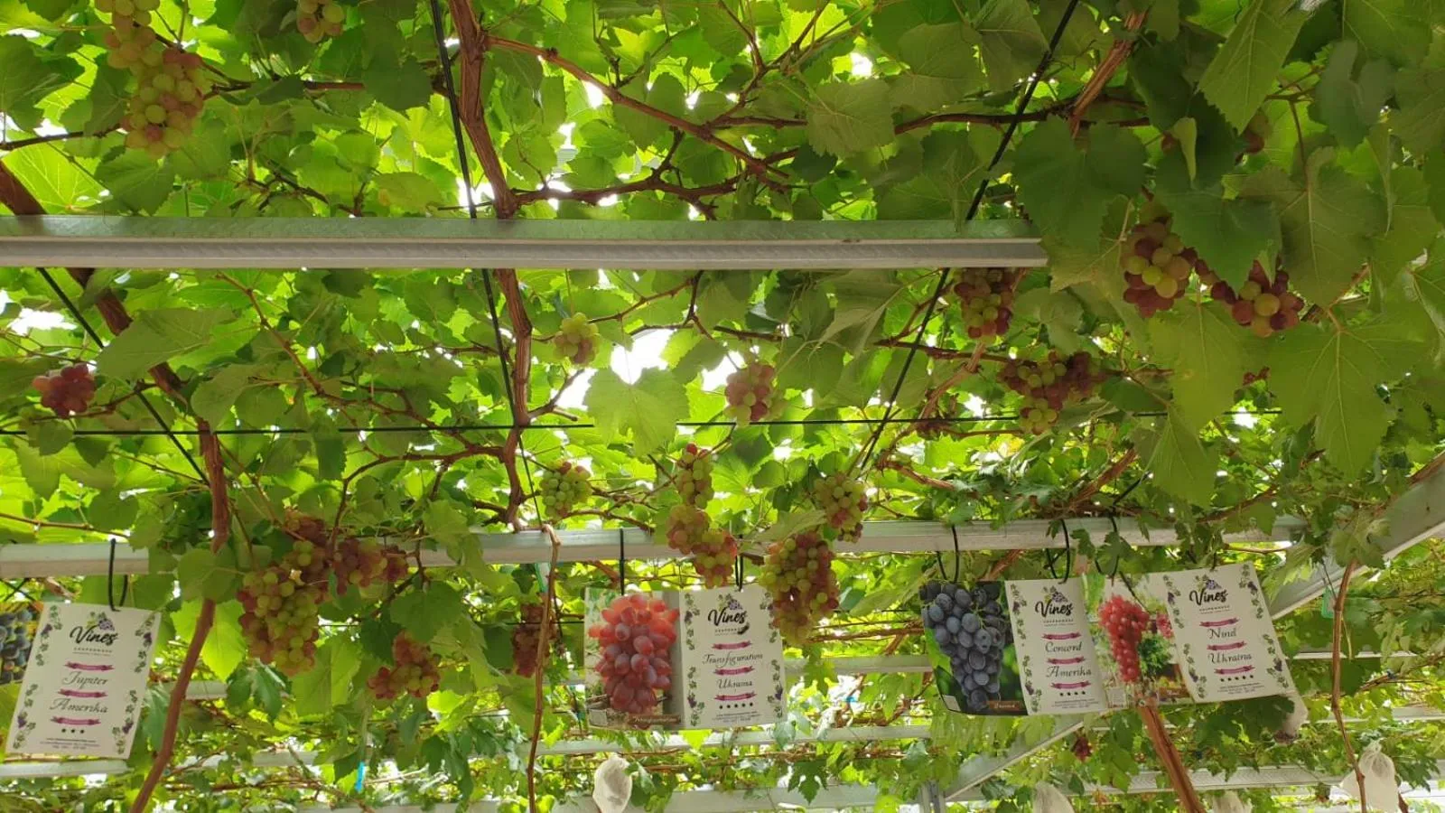 Garden in The Banyumas Villa