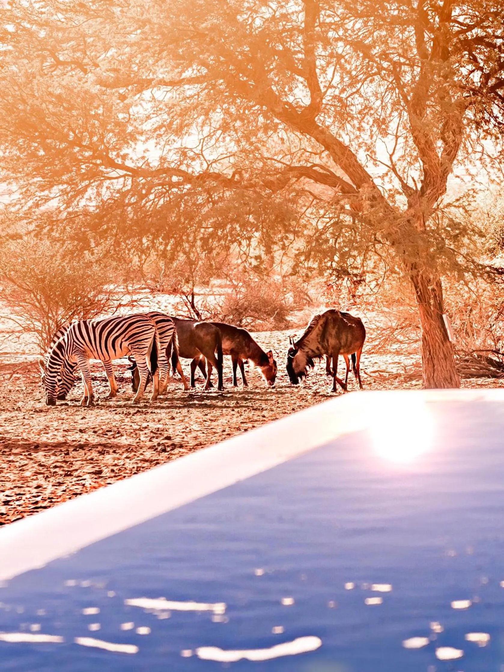 Bagatelle Kalahari Game Ranch