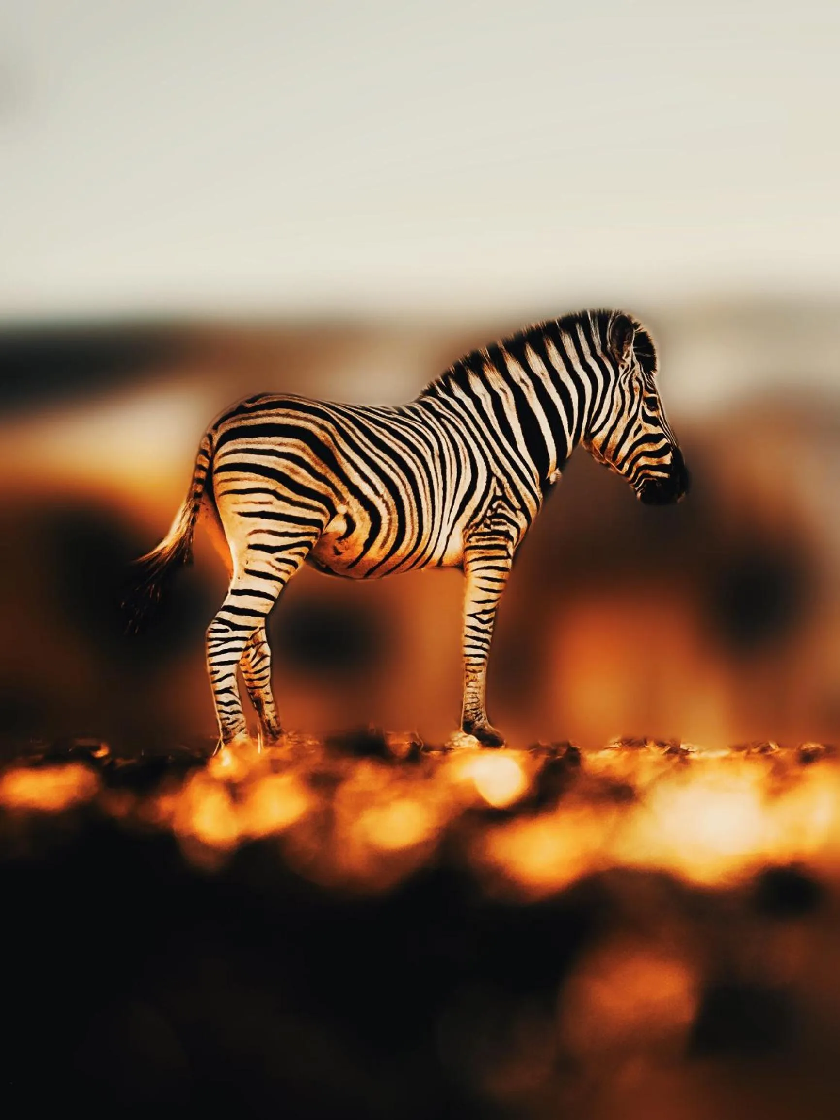 Bagatelle Kalahari Game Ranch