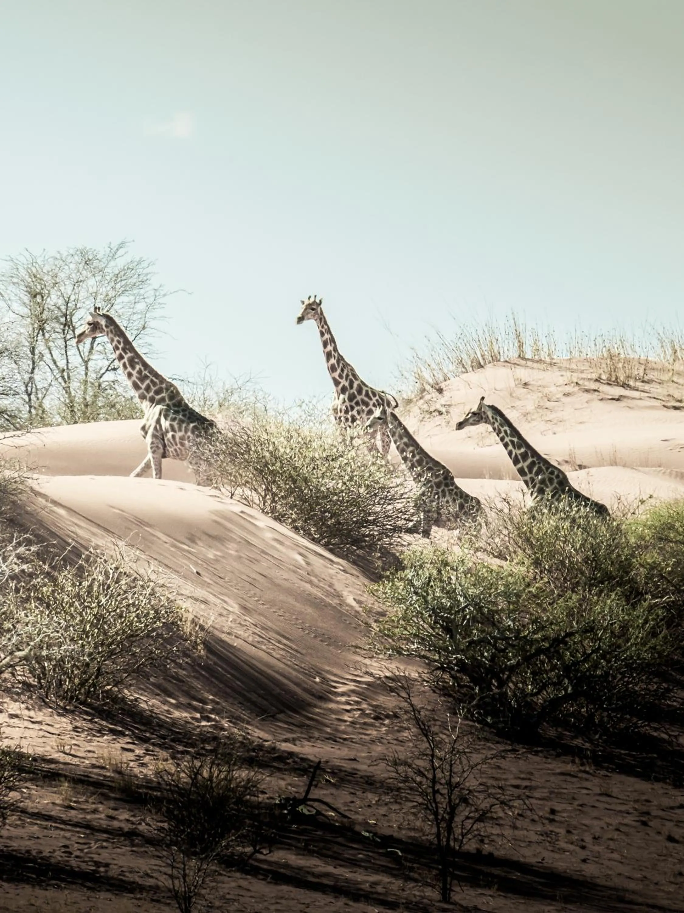 Bagatelle Kalahari Game Ranch