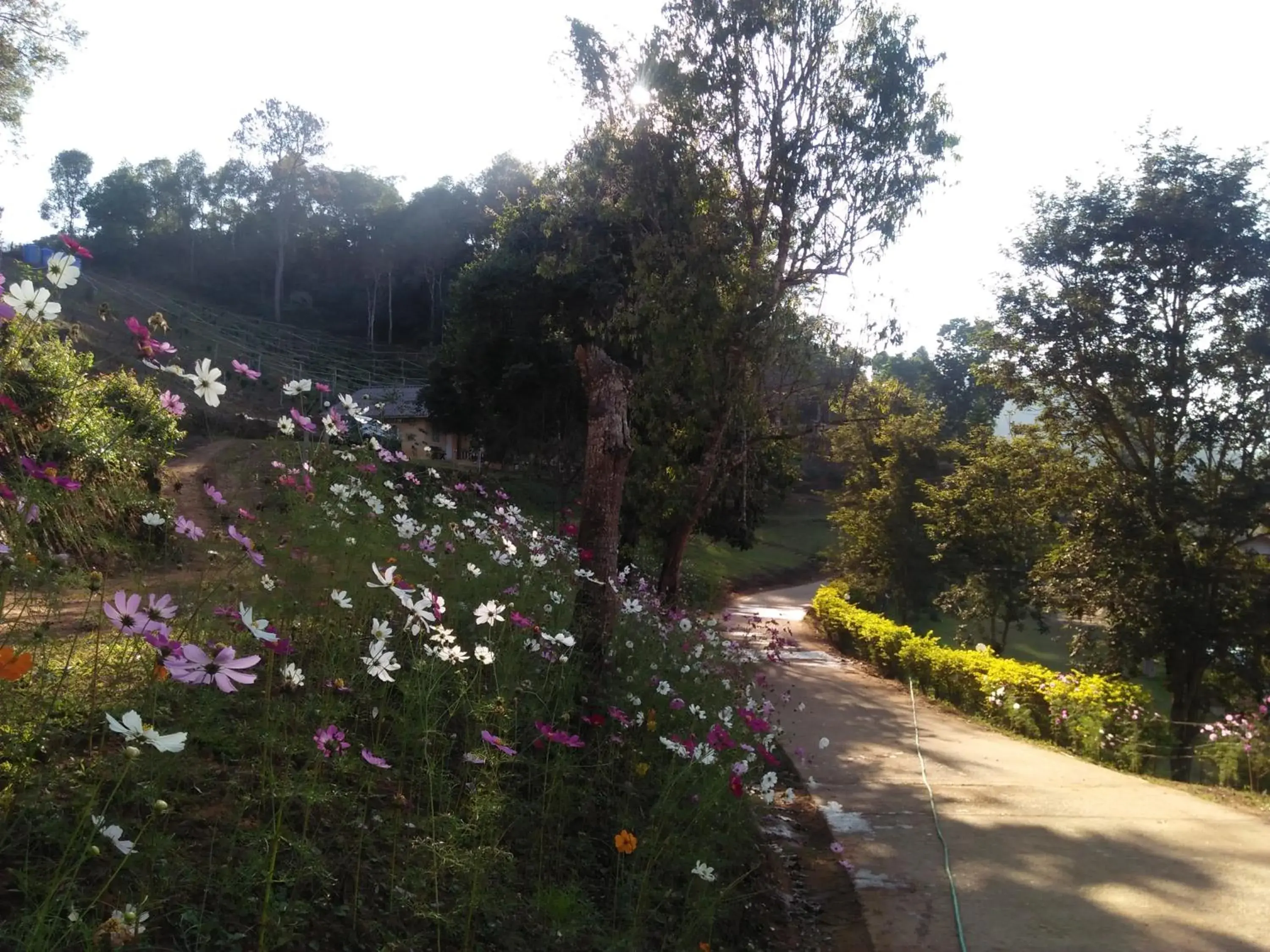 Bungalow with Mountain View in Mong Homestay Resort Bungalow with Mountain View in Mong Homestay Resort