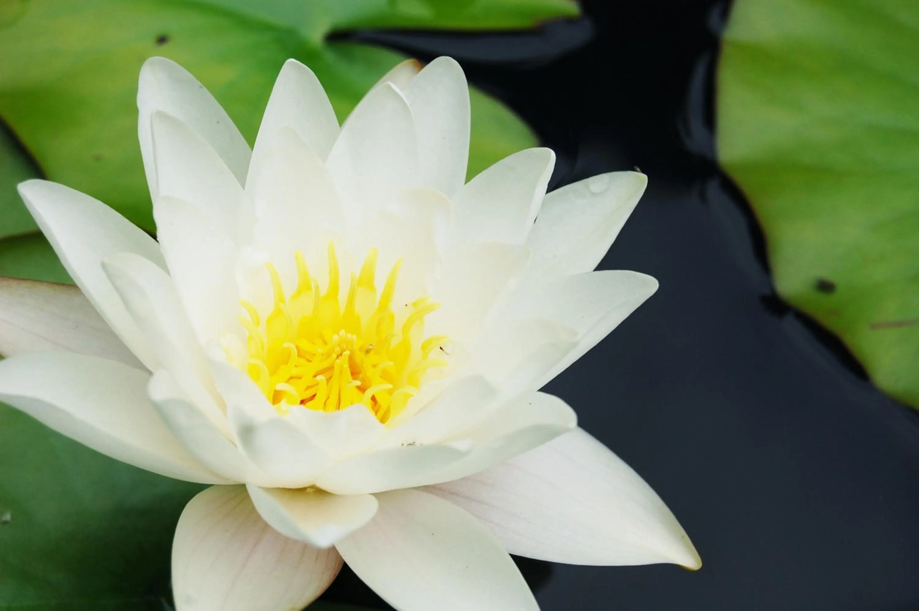 Other in Ensana Pro Patria