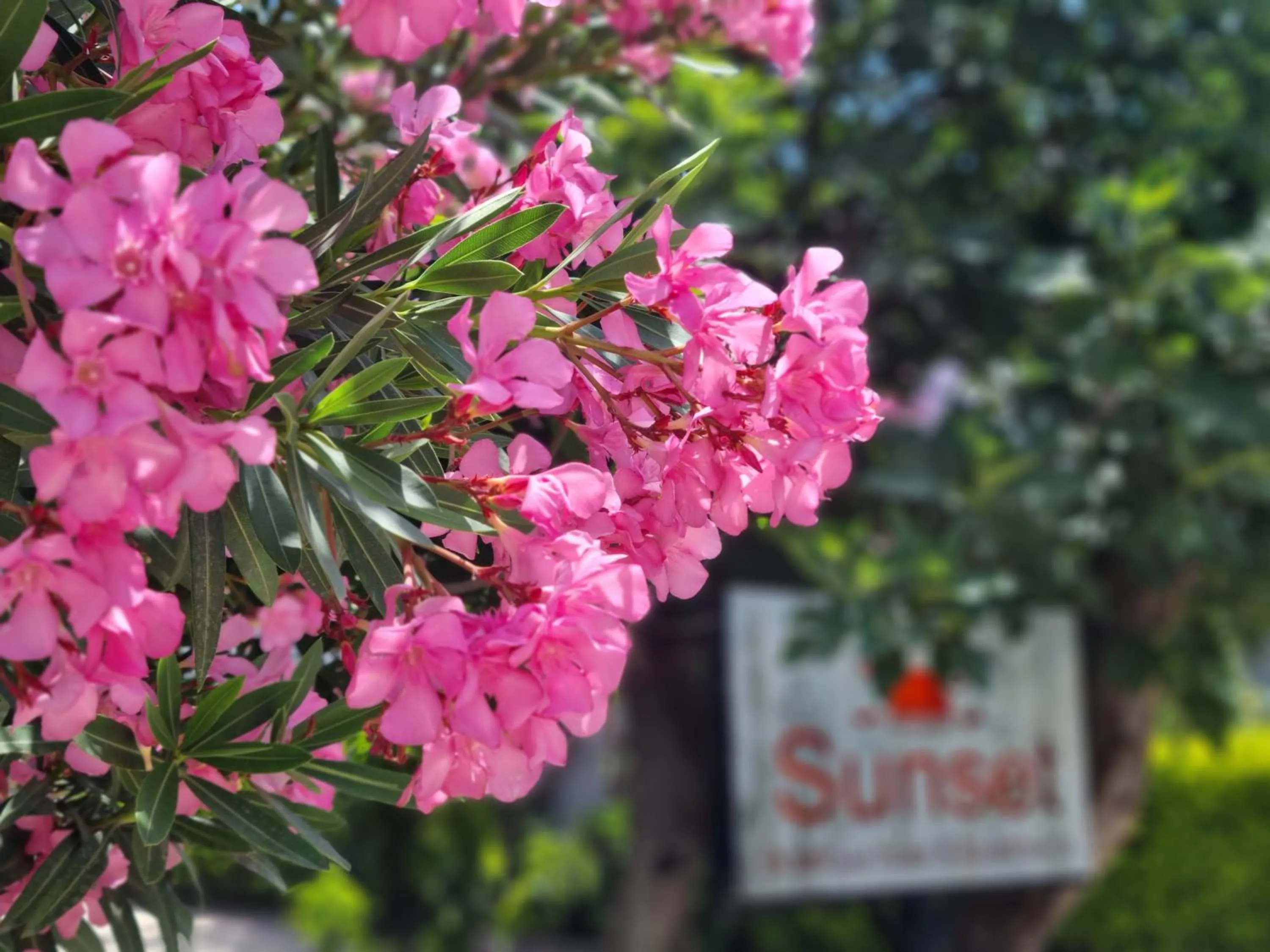 Garden in Sunset Boutique Hotel & Apartments