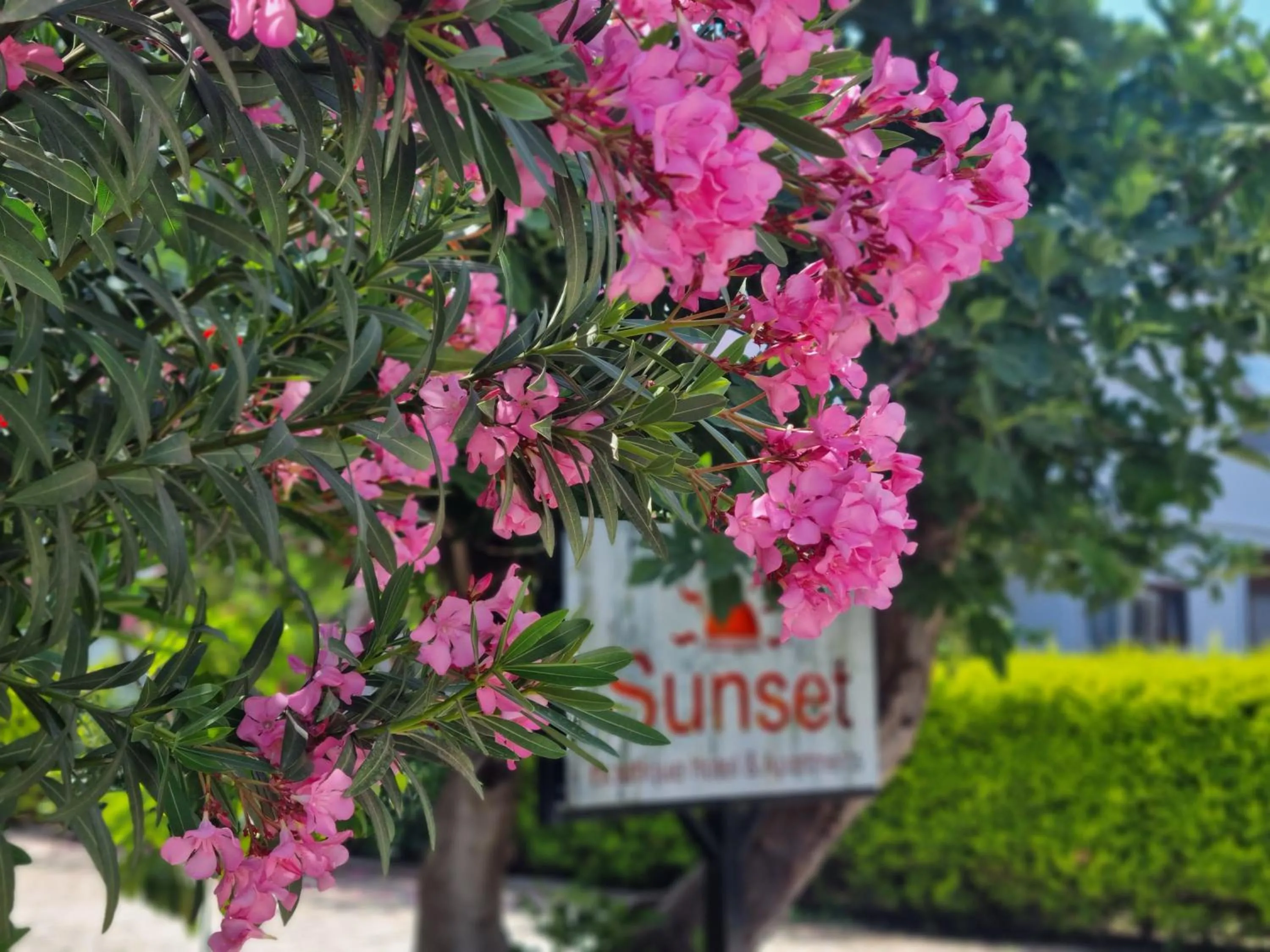Garden in Sunset Boutique Hotel & Apartments