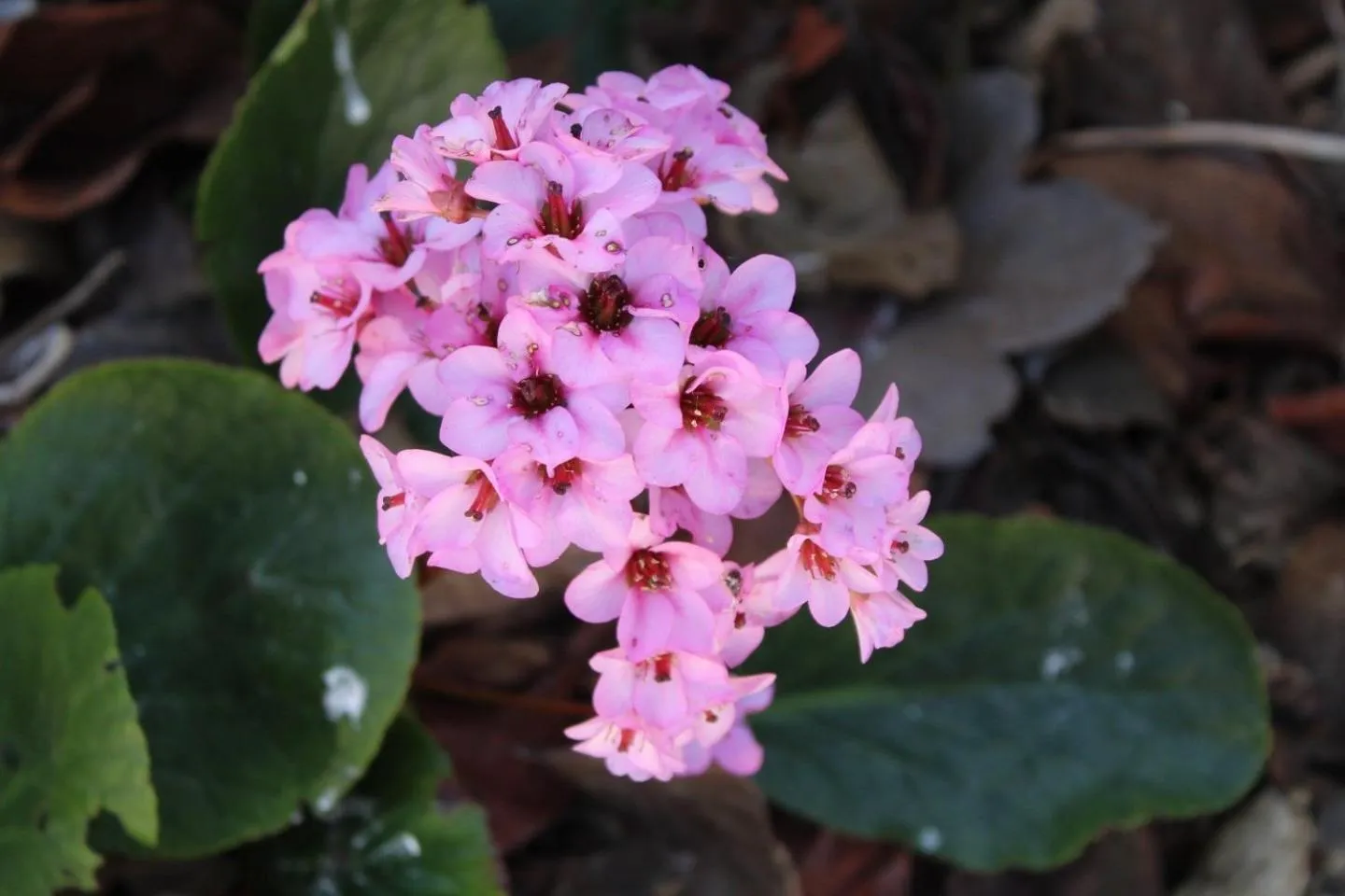 Garden in Villa Lucia B&B