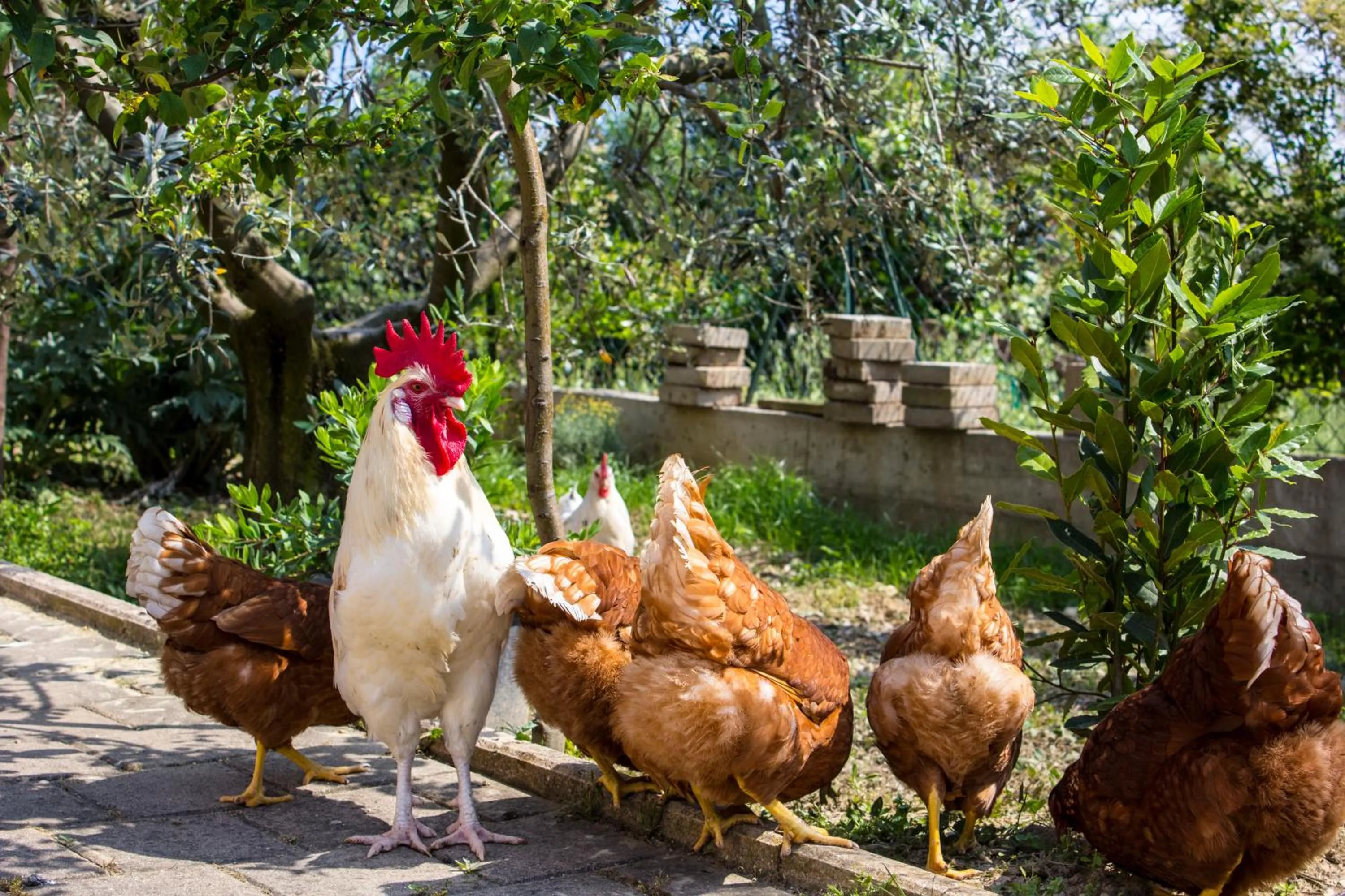 Animals in Villa Lucia B&B