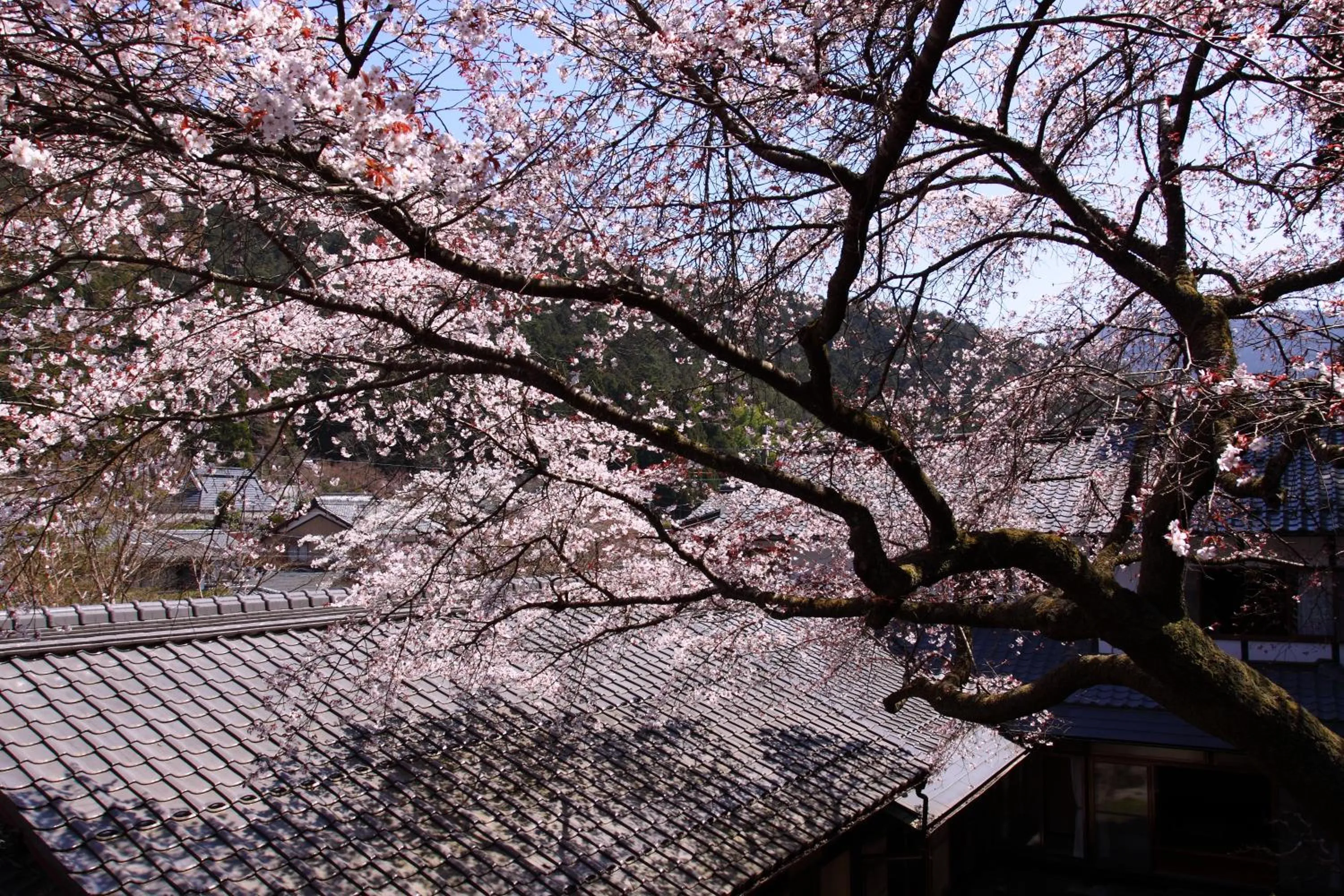 Spring in Kyo no Minshuku Ohara no Sato