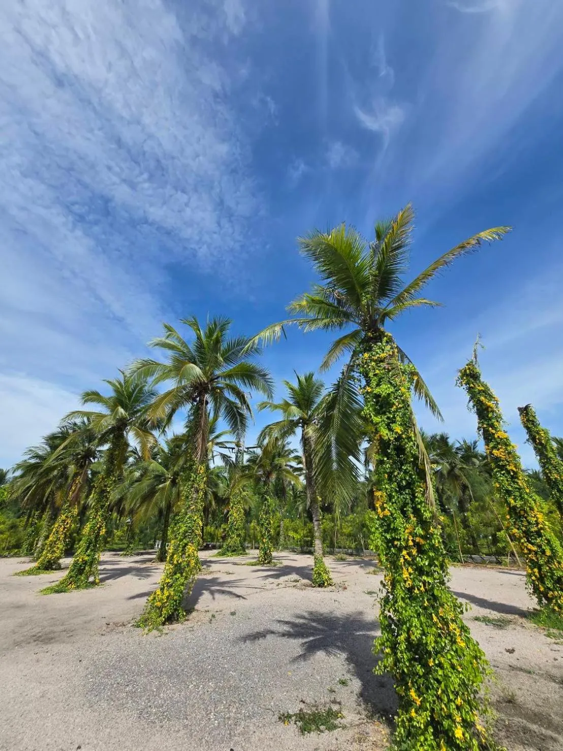 Garden view in Khum Damnoen Resort