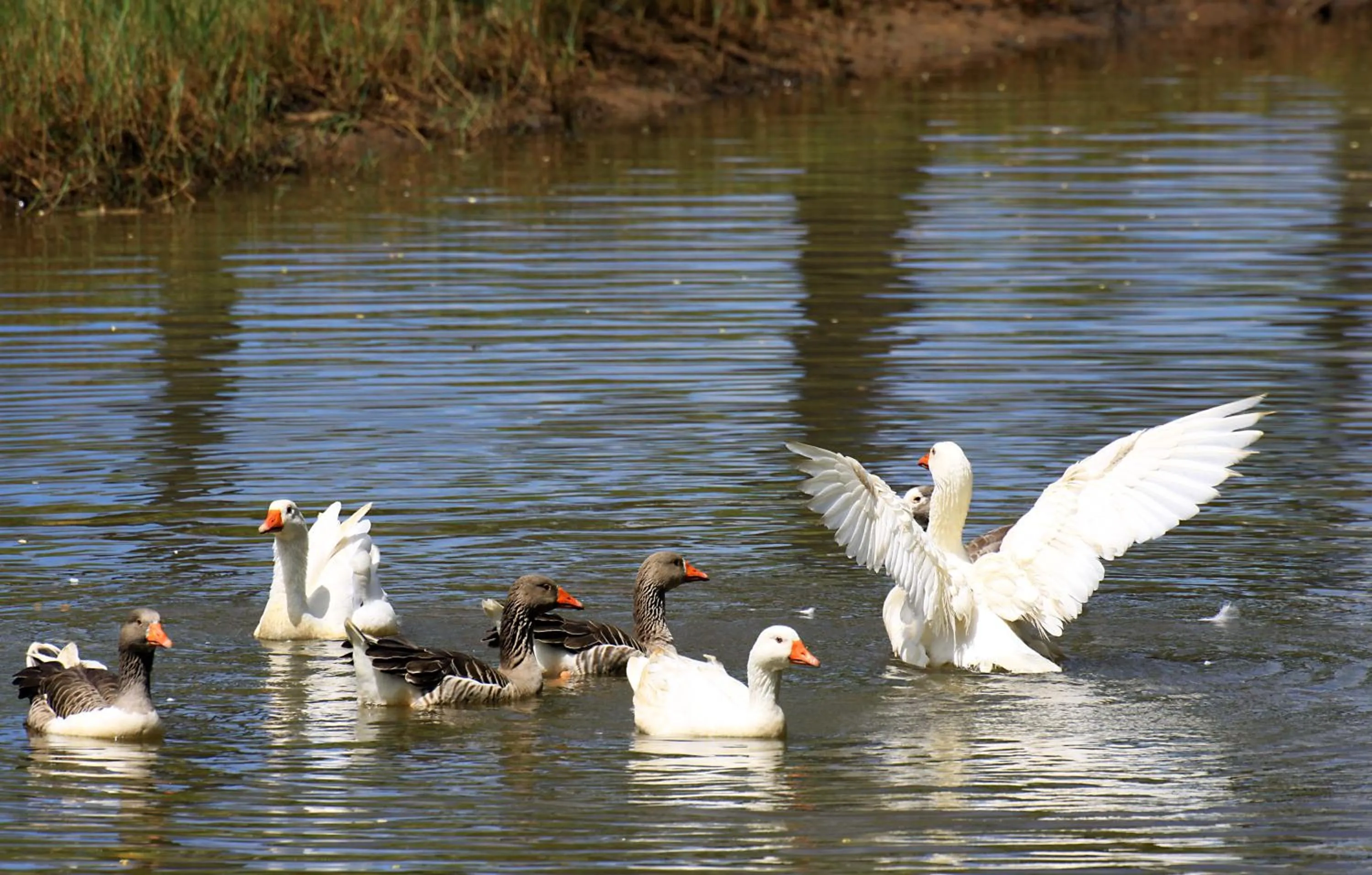 Animals in Eco Pousada Paraíso dos Coqueirais