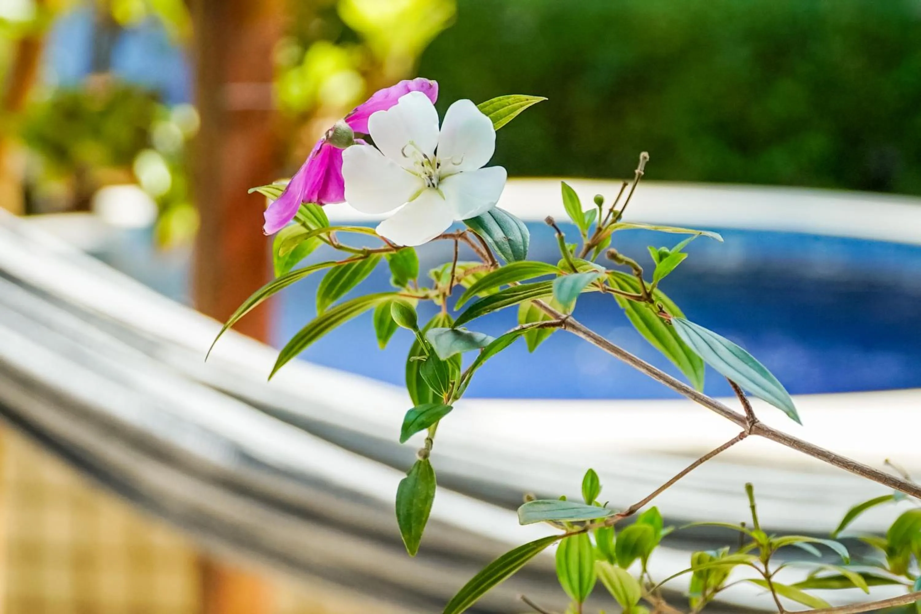 Garden in Velinn Pousada Remanso do Mar