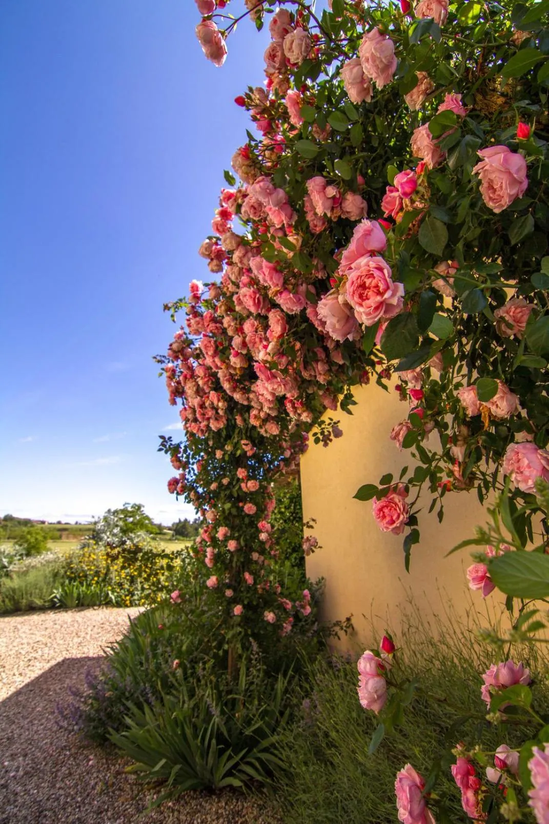 Garden in Rinidia Bio
