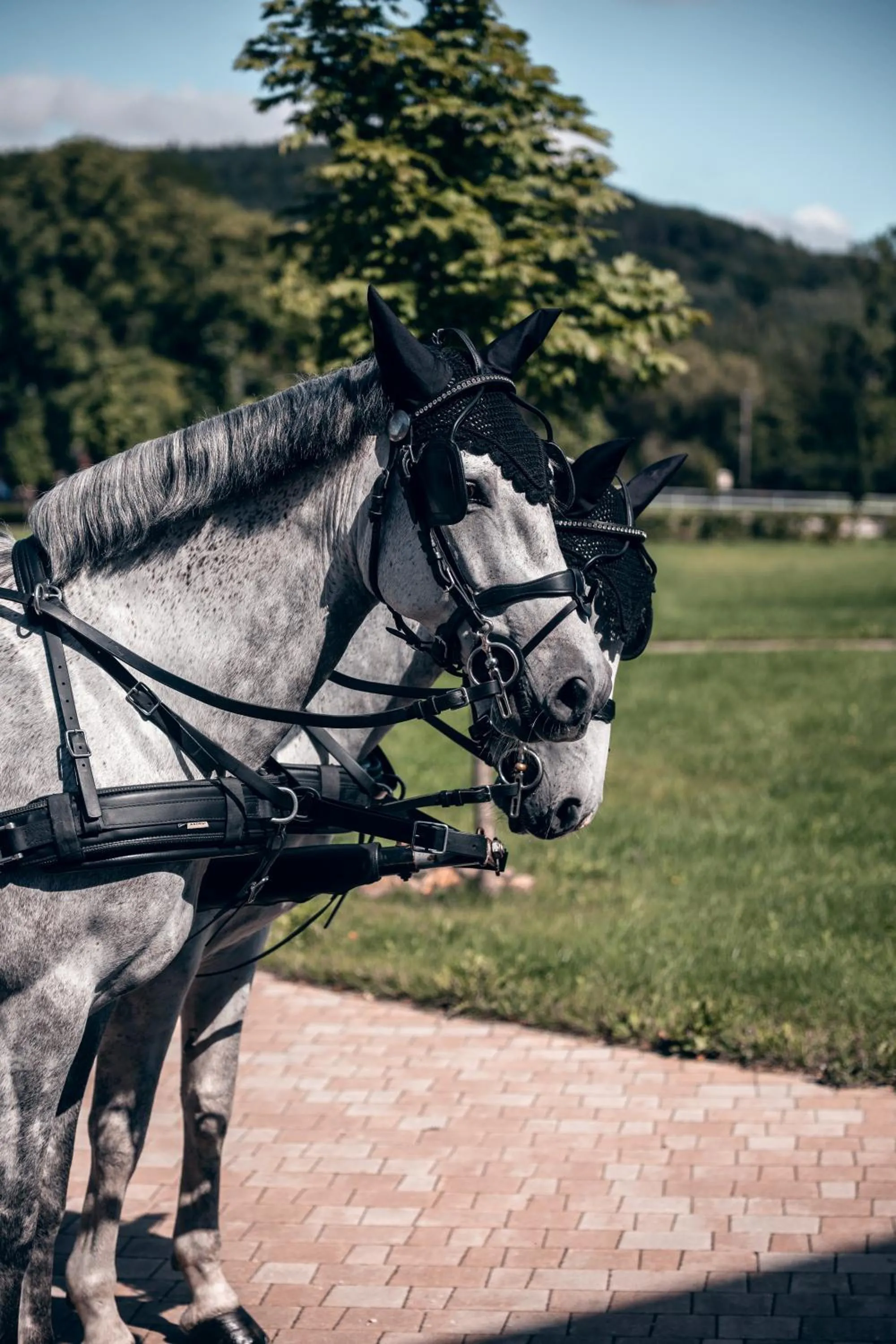 Horse-riding in Apartmán-Hotel Jítravský Dvorec