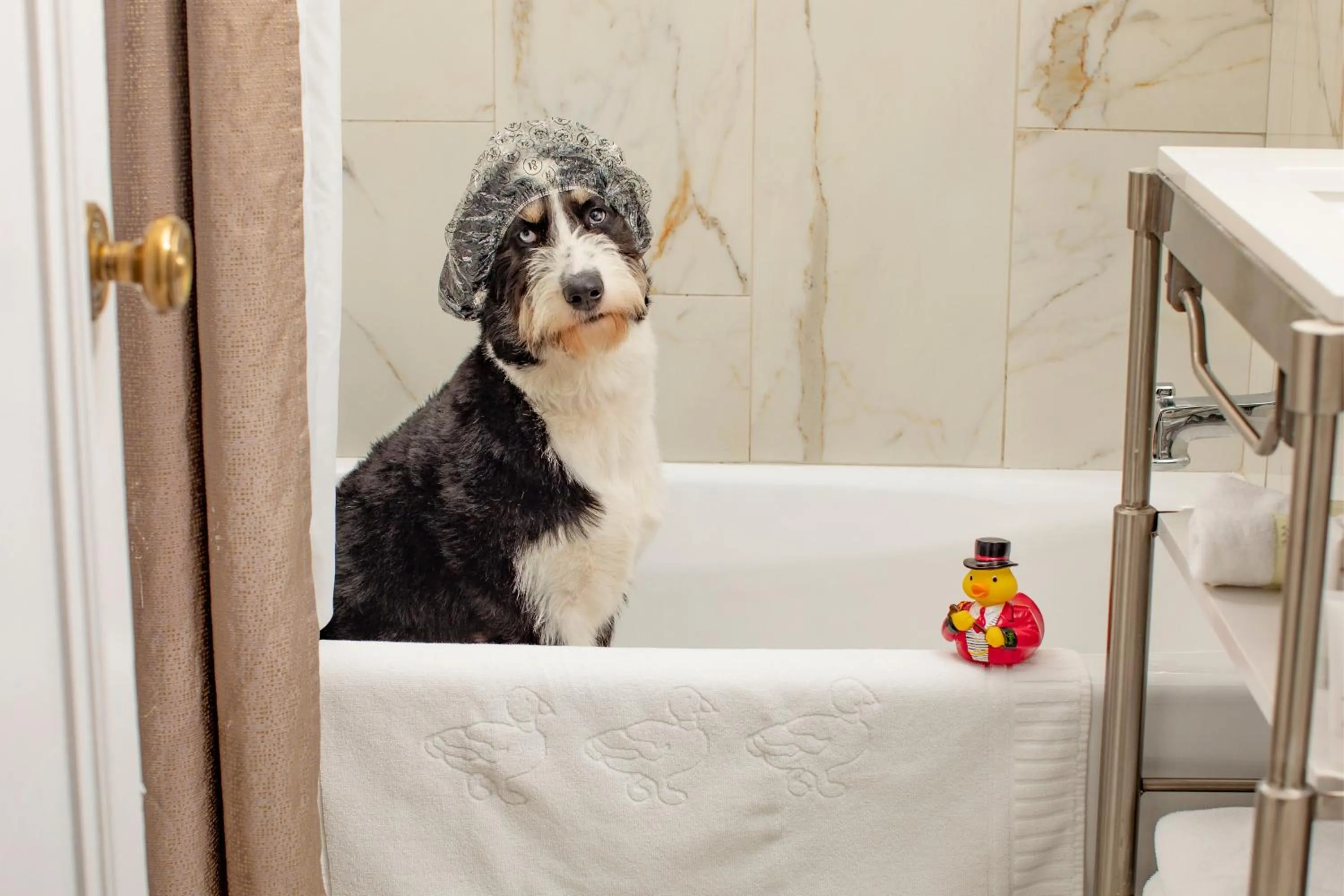 pet friendly in Peabody Memphis