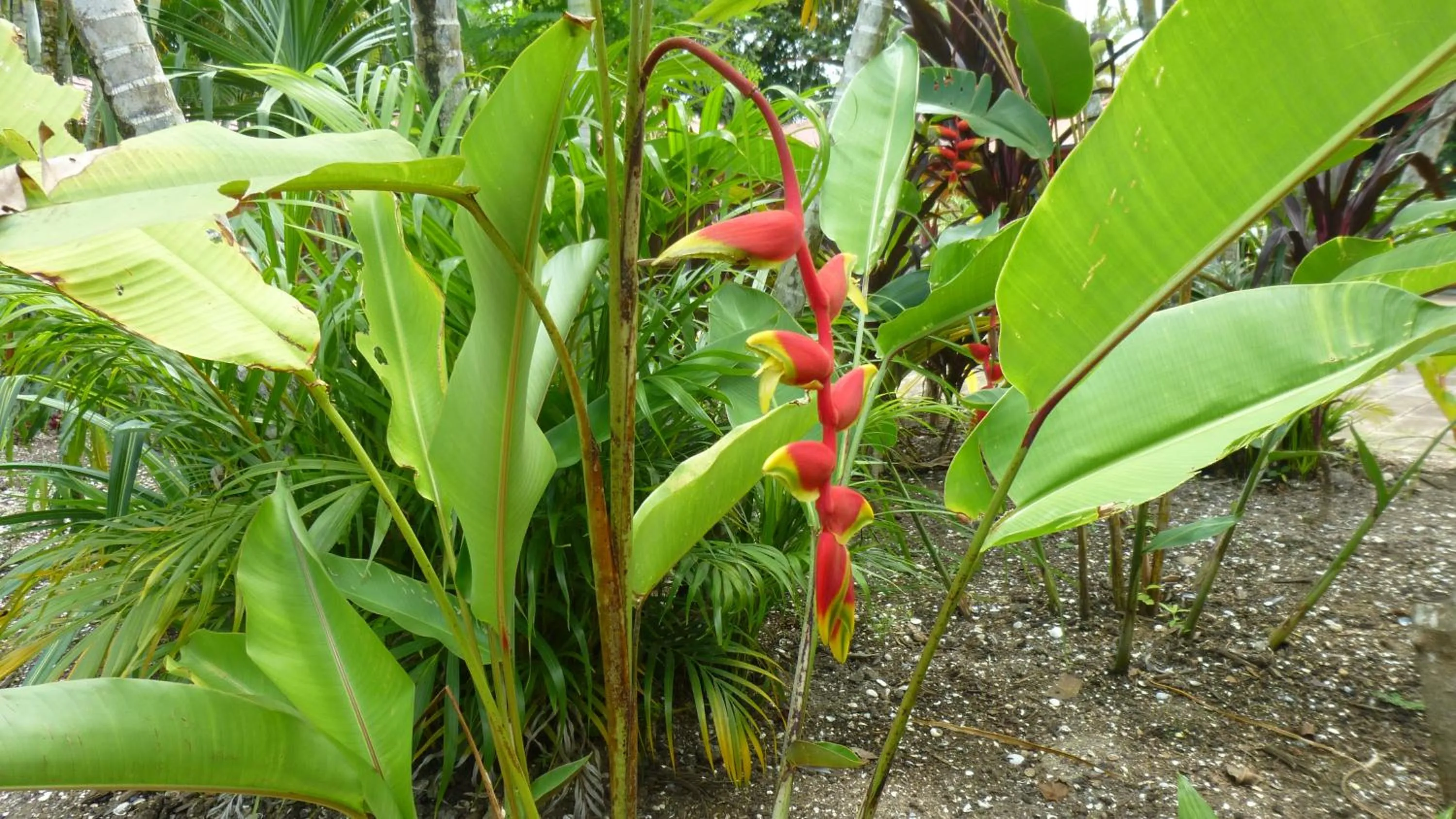 Garden in Kekemba Apartments Paramaribo