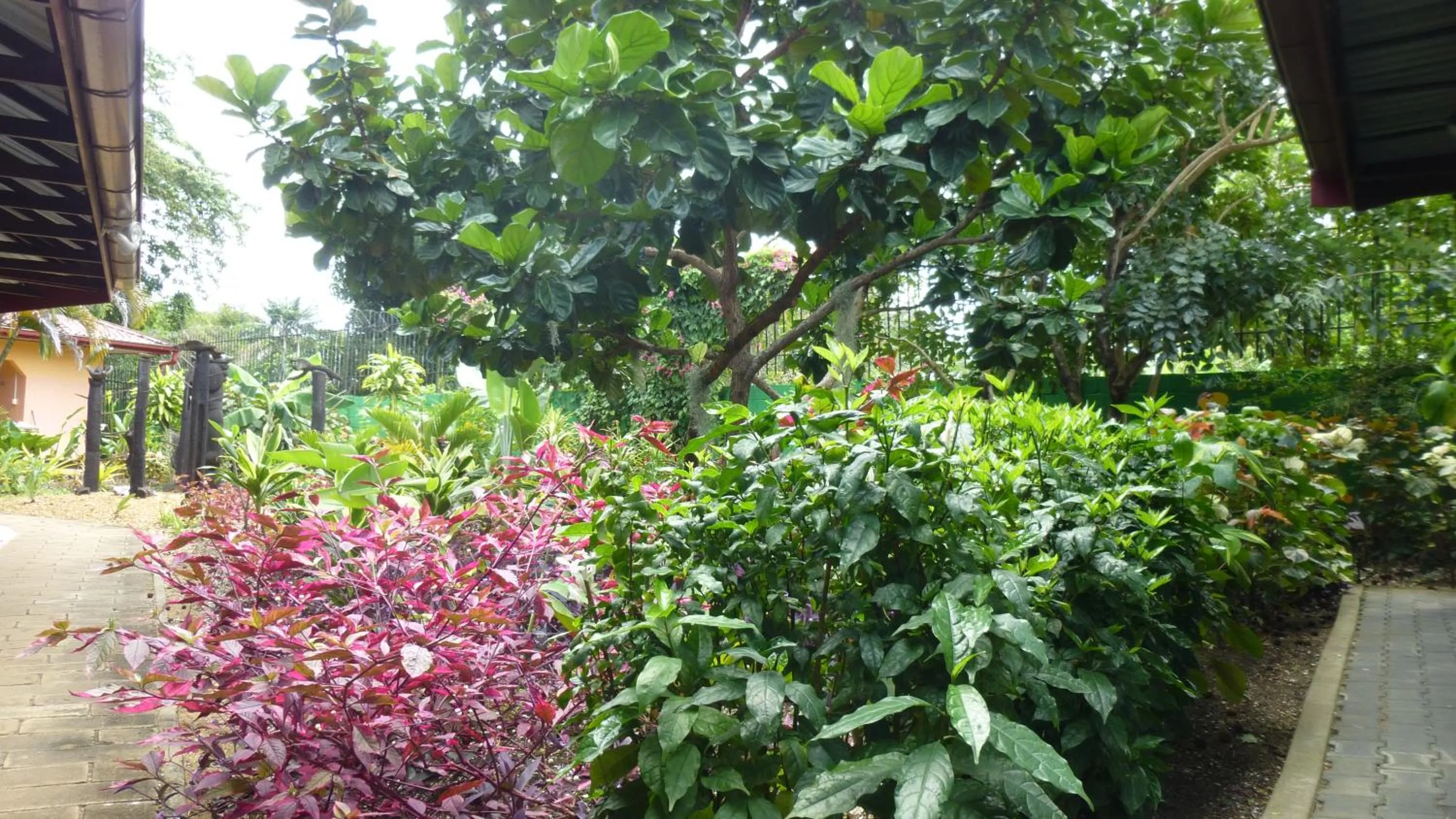 Garden in Kekemba Apartments Paramaribo