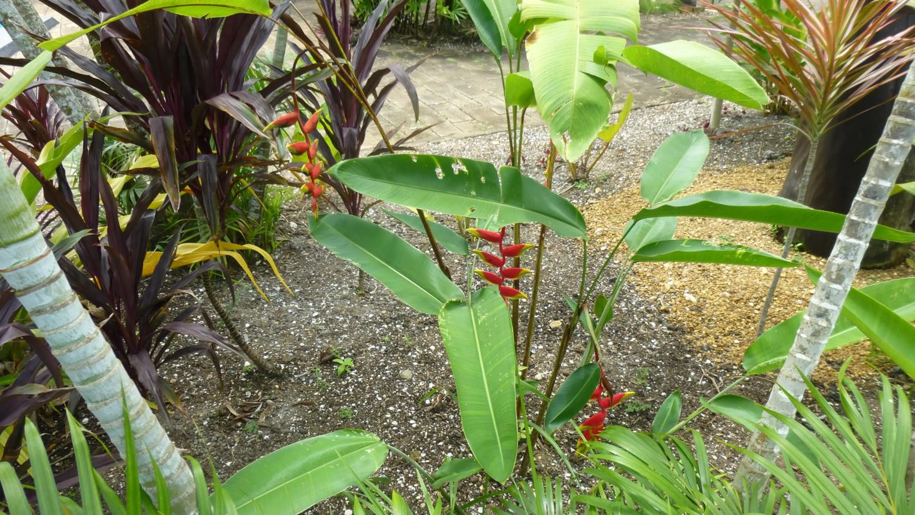 Garden in Kekemba Apartments Paramaribo
