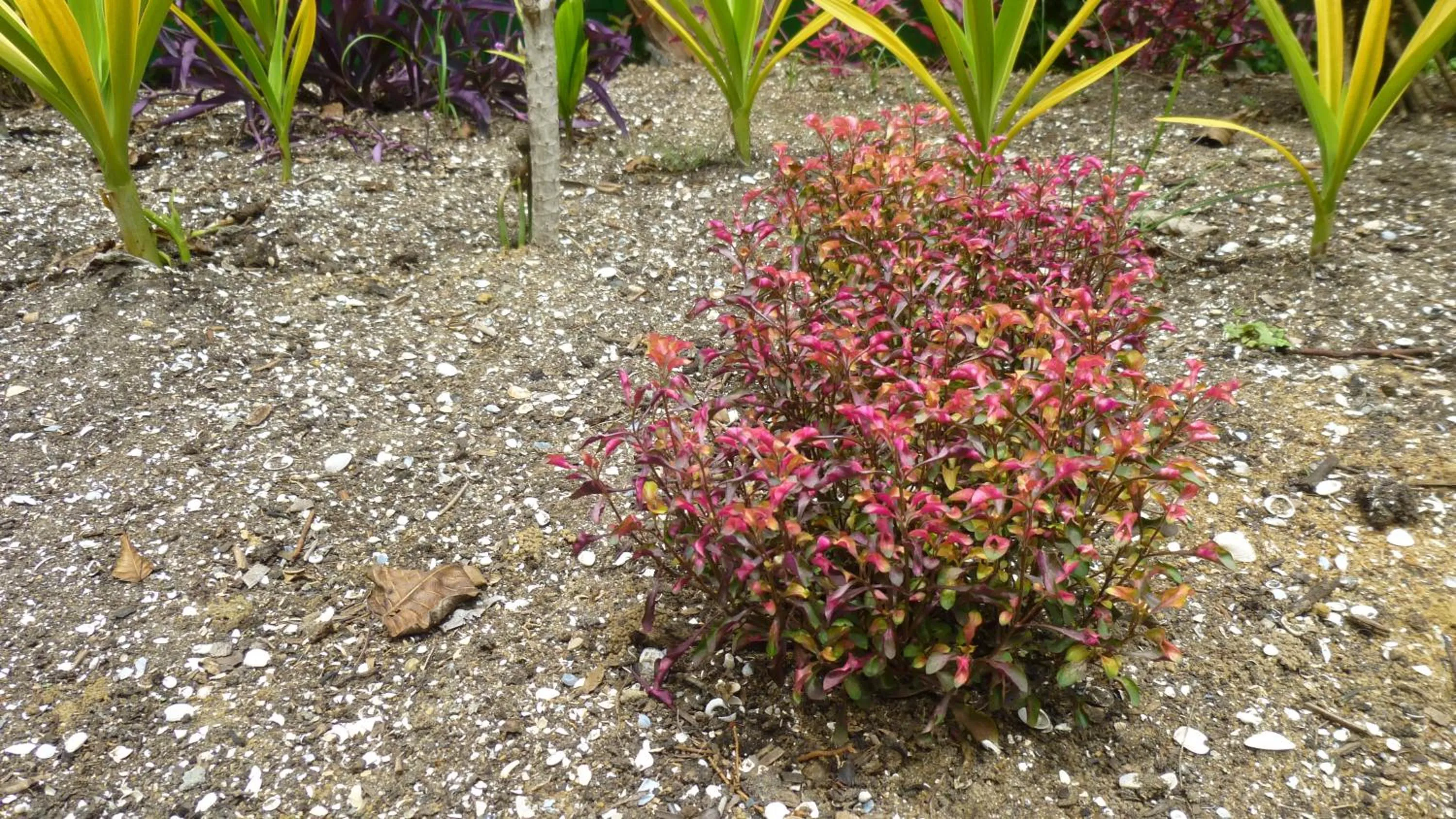 Garden in Kekemba Apartments Paramaribo