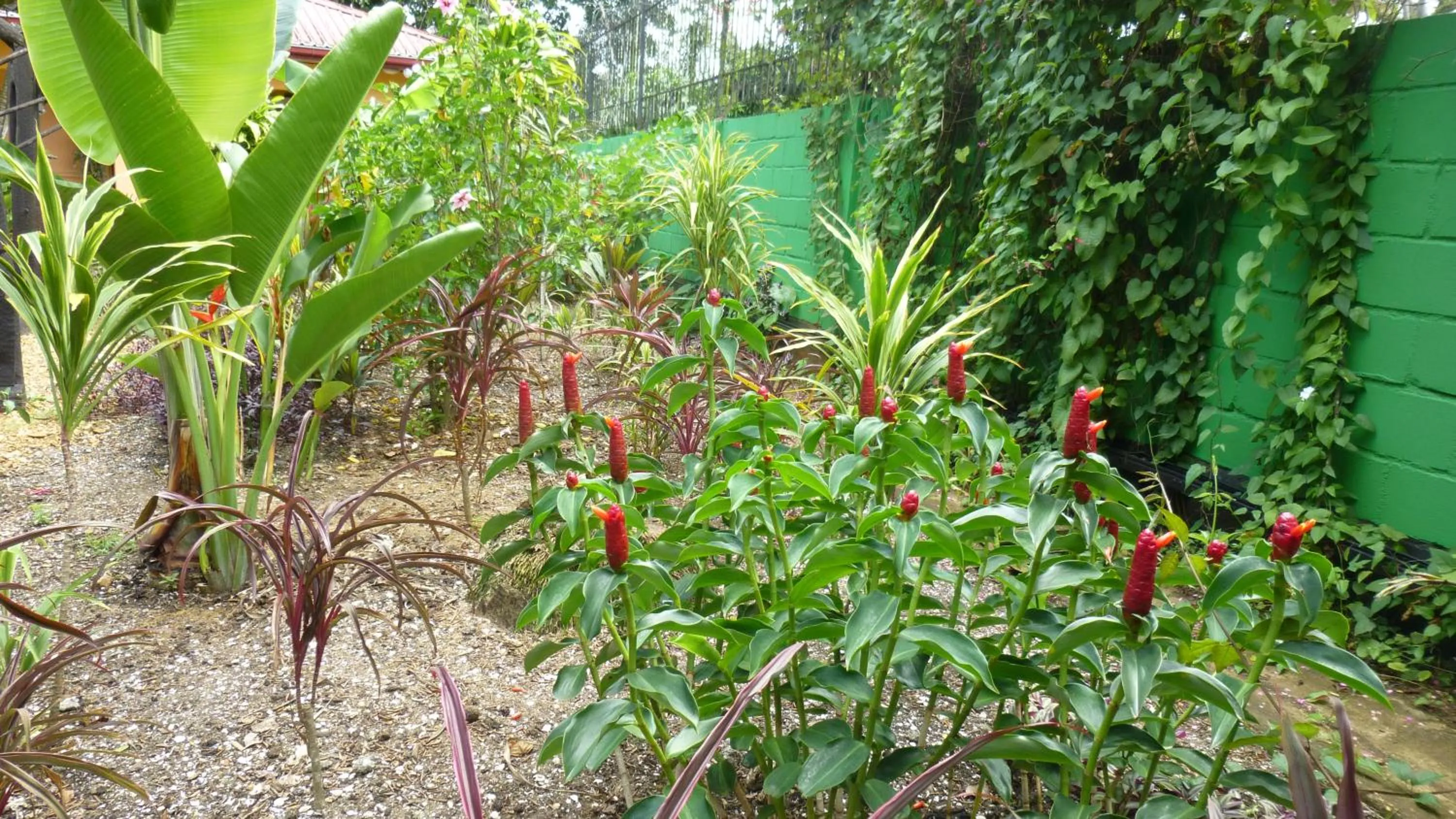 Garden in Kekemba Apartments Paramaribo